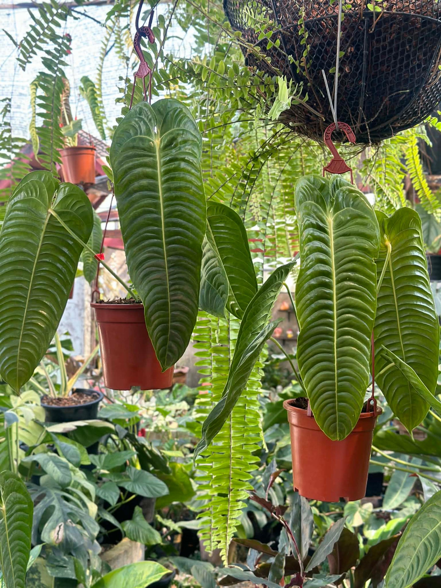 Anthurium Veitchii (King Anthurium)
- Wholesale Set of 5 Plants