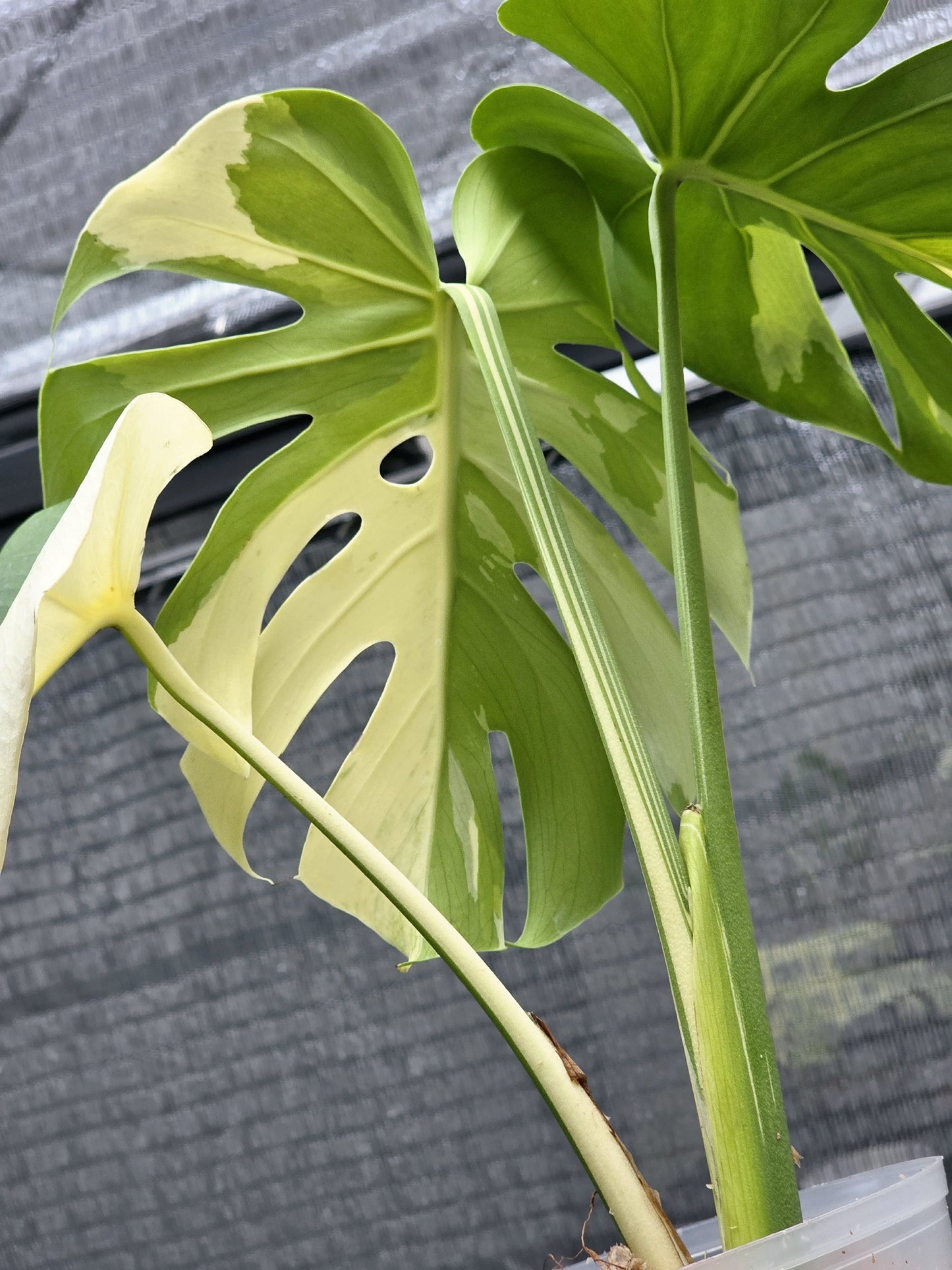 Monstera Deliciosa “Sphinx” Rare Actual Plant