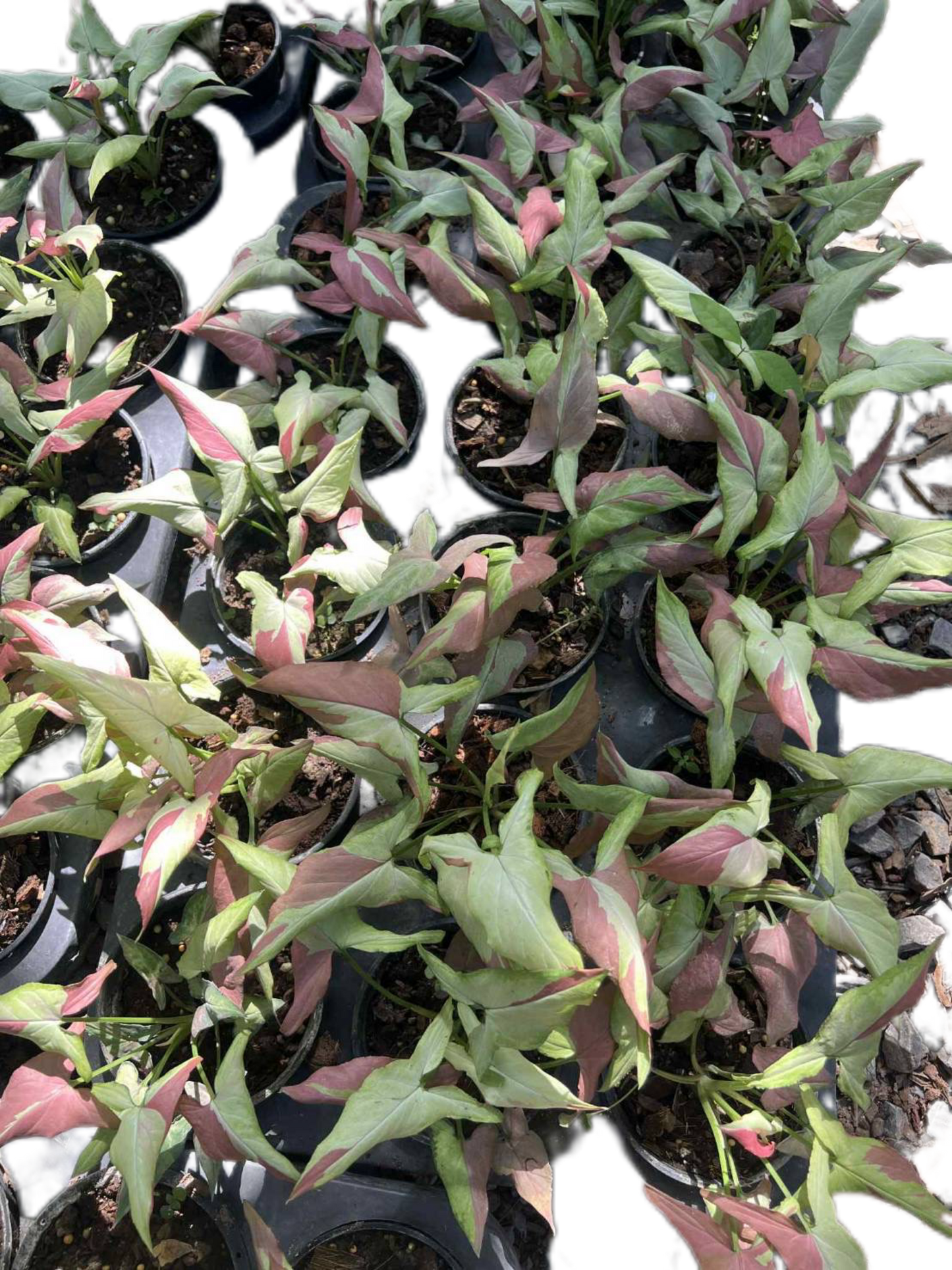 Syngonium Orm nagpum variegated (Rose mini variegated)-Wholesale Bundle (Set of 10 Plants)