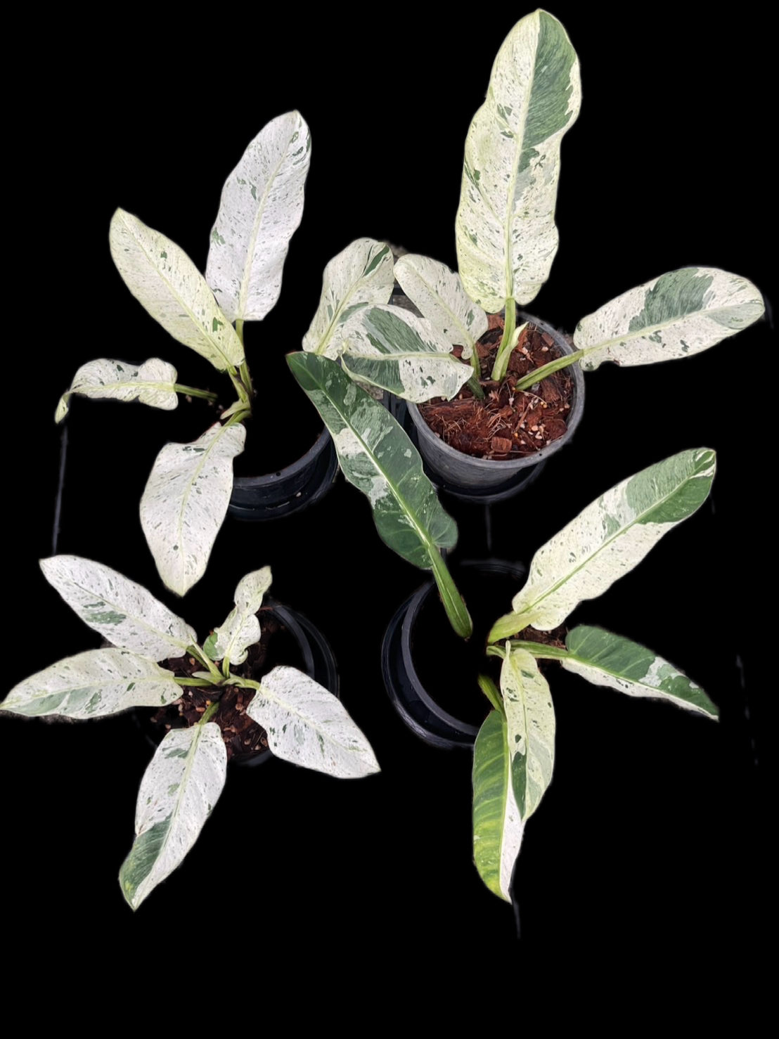 philodendron orlando variegated Philodendron Orlando Variegated( 1 plant)