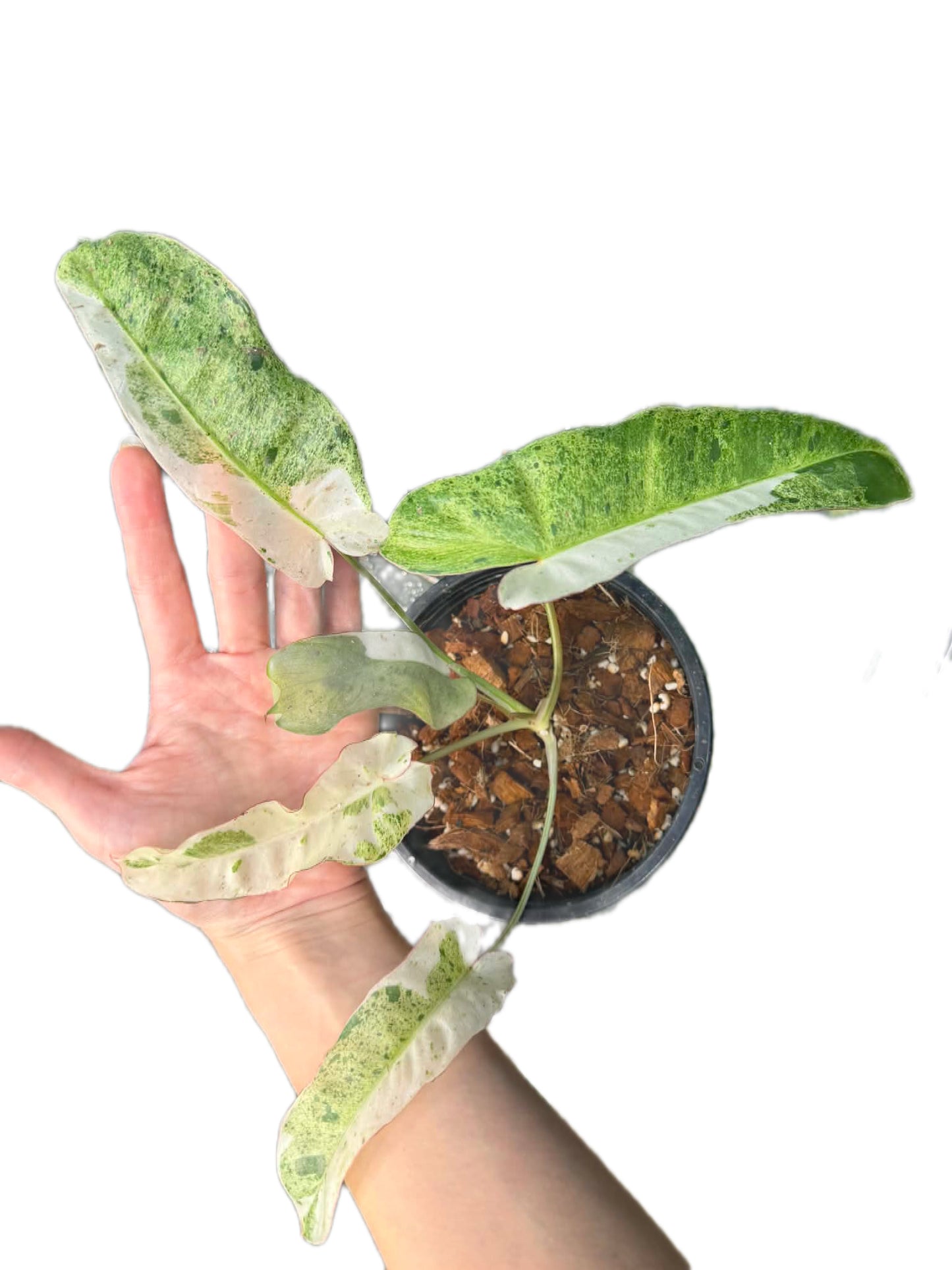 Philodendron paraiso verde “albo Variegated
( 1 plant)