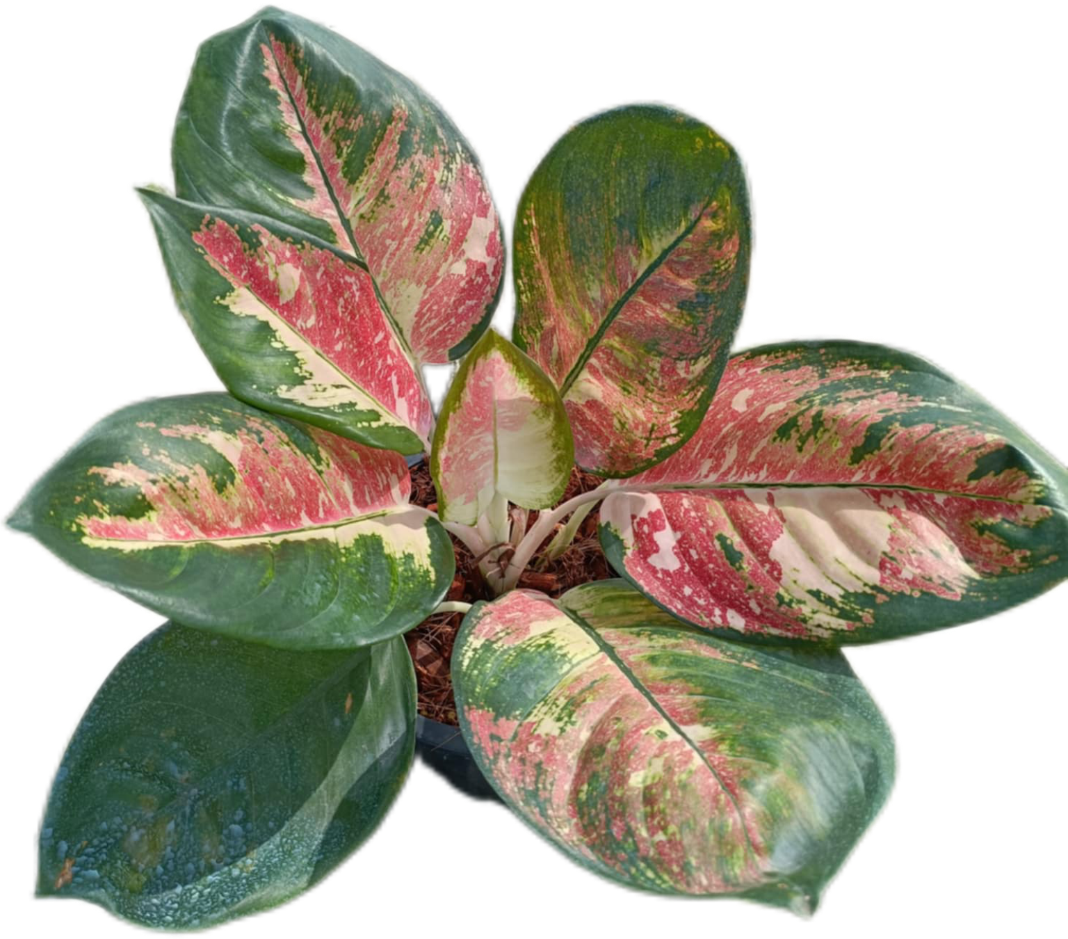 aglaonema total Aglaonema Cochin tricolor -set 5 pcs