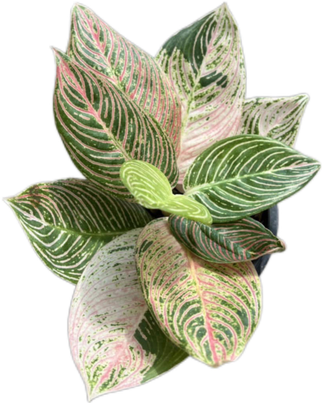 Aglaonema Golden Hope 大 Aglaonema 
