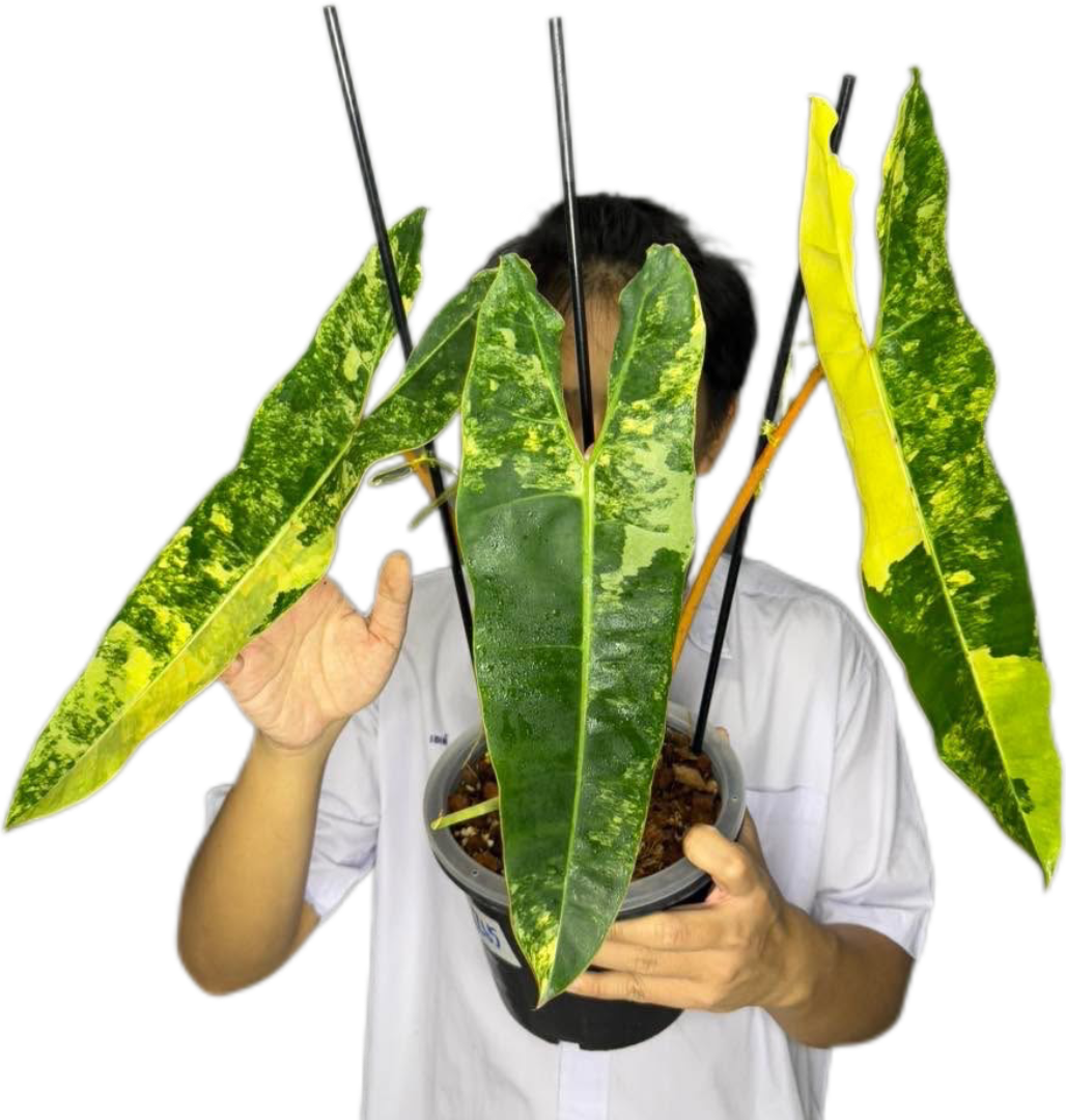 philodendron billietae Philodendron billietae variegated(top cut 3 leaves rooted)