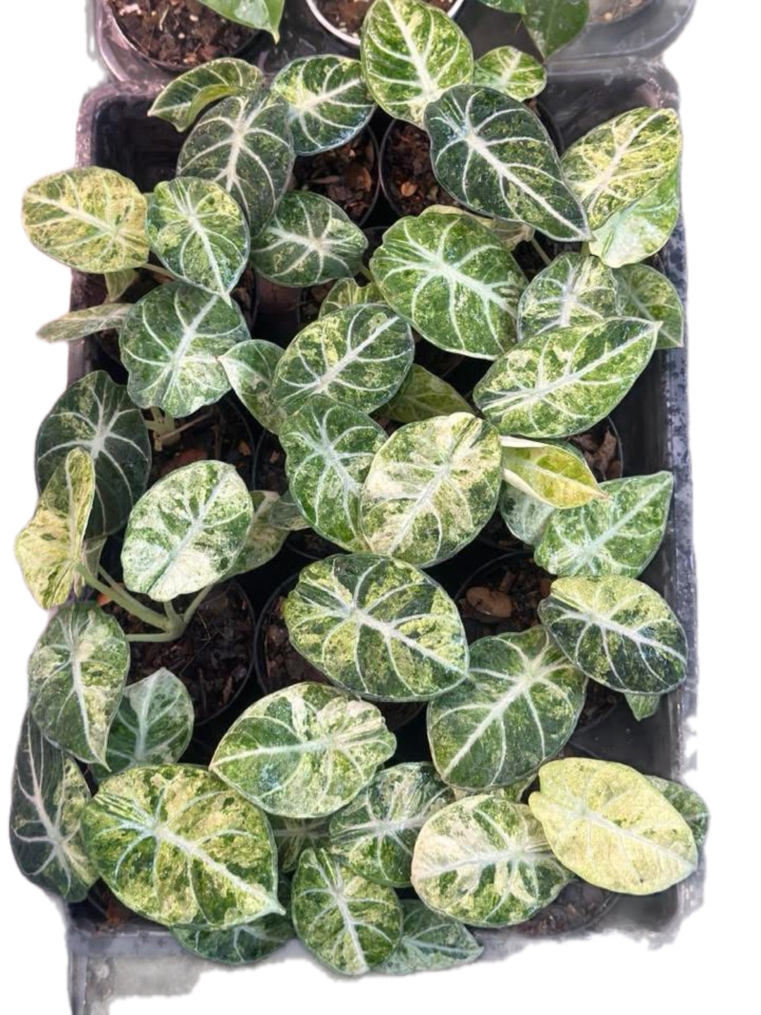 Alocasia ninja spash variegated ( set 10 pcs)