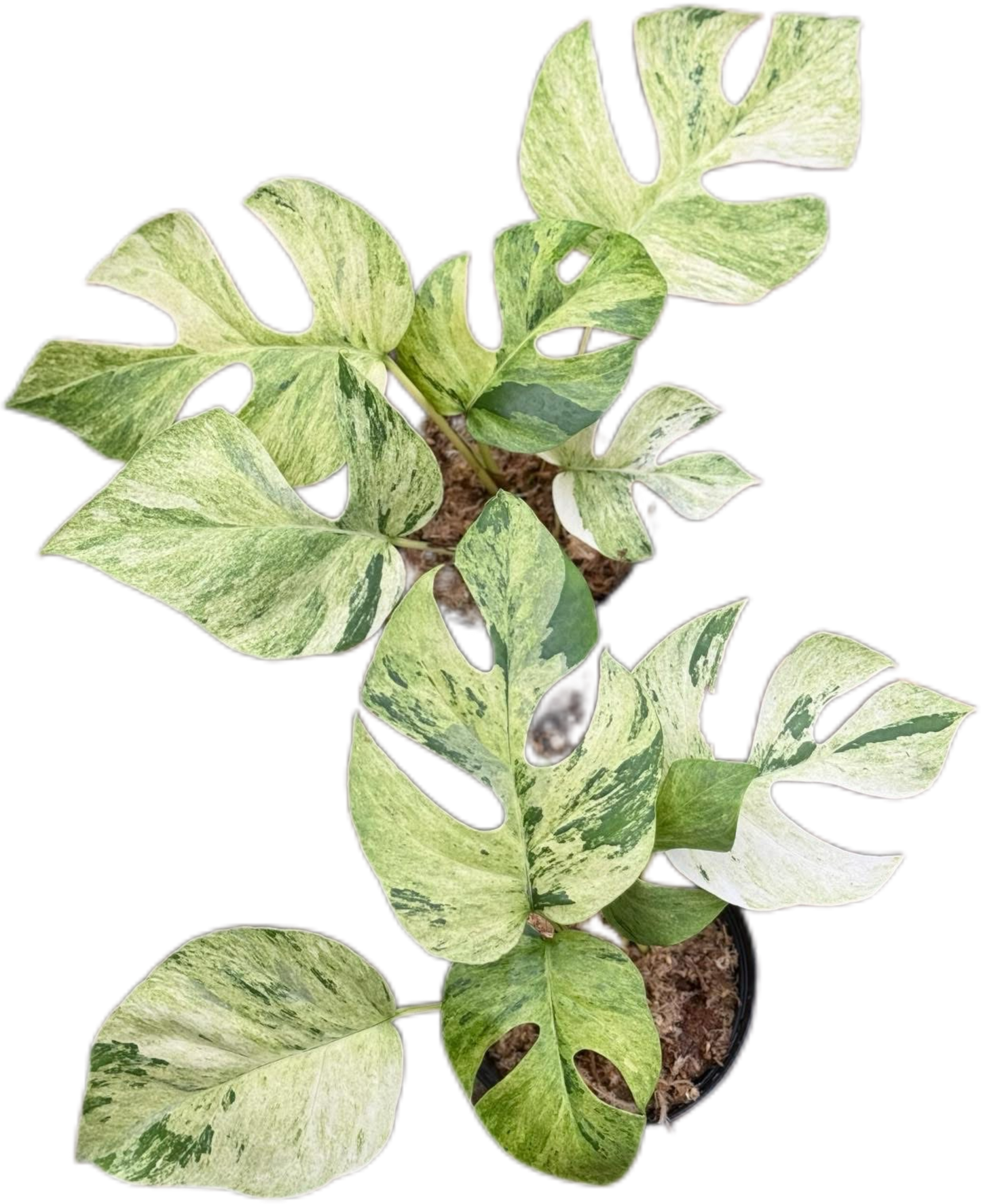 Rhaphidophora Ginny migma variegated(1 plant)