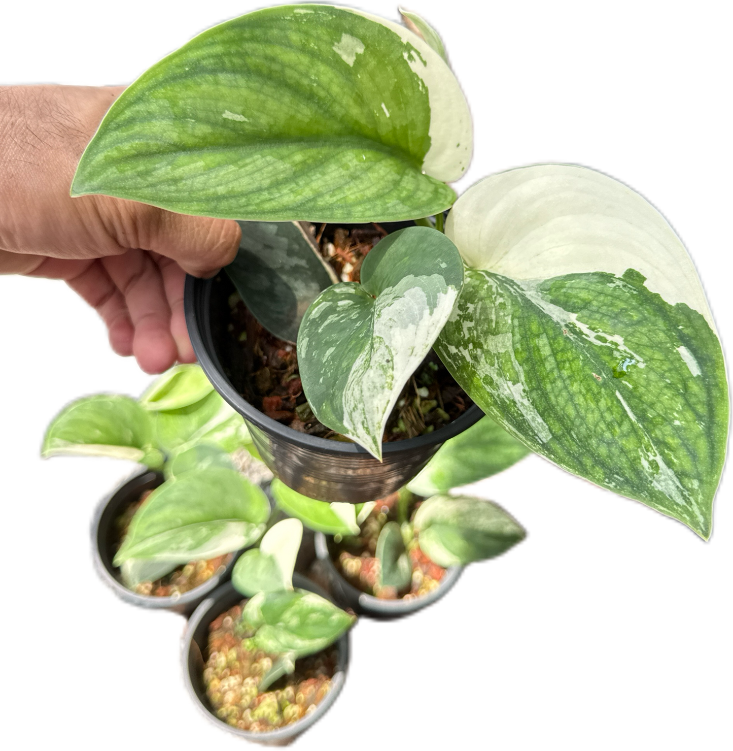 Scindapsus bunaken variegated
- Set of 5 Plants