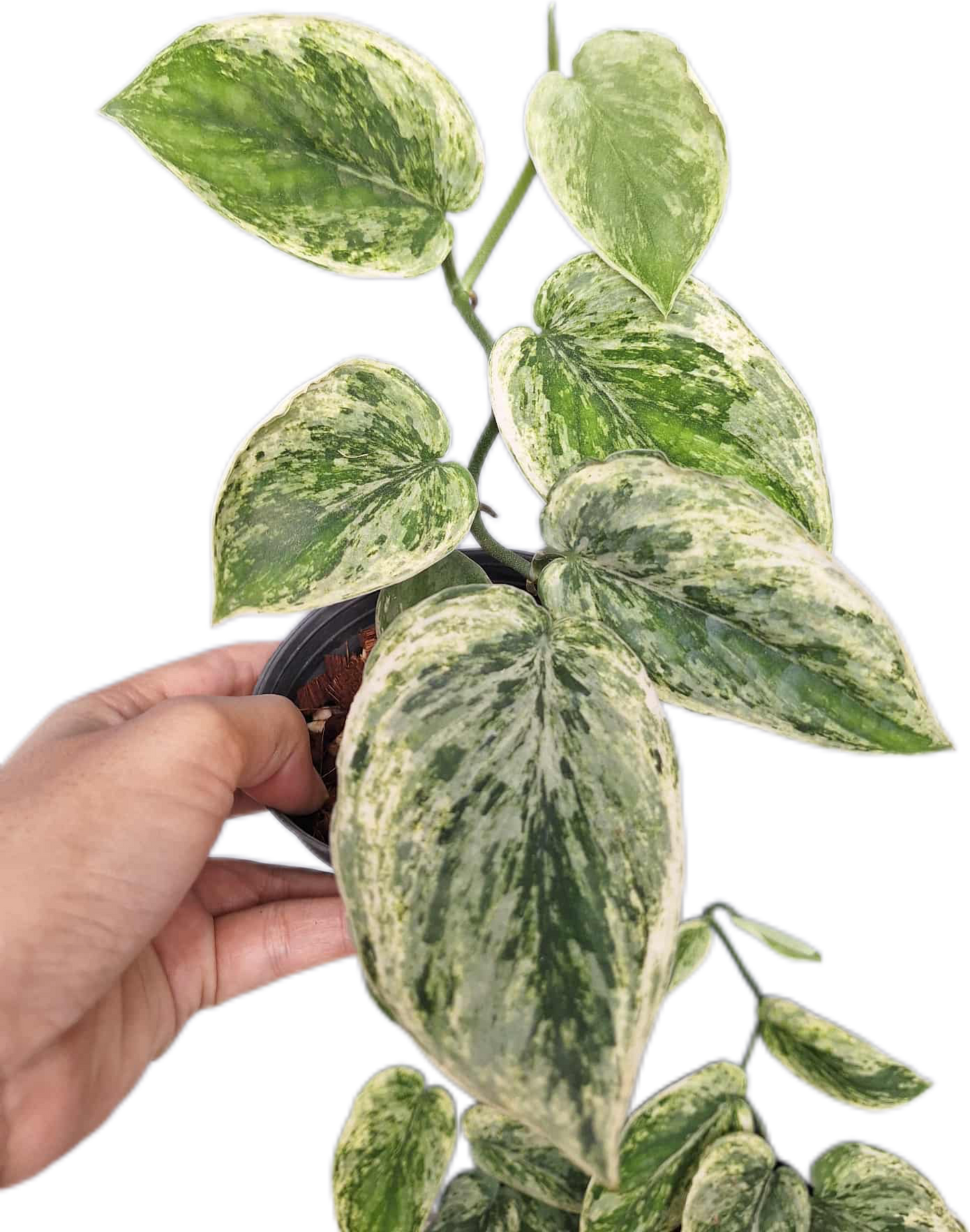 Scindapsus silver knight variegated
- Set of 5 Plants