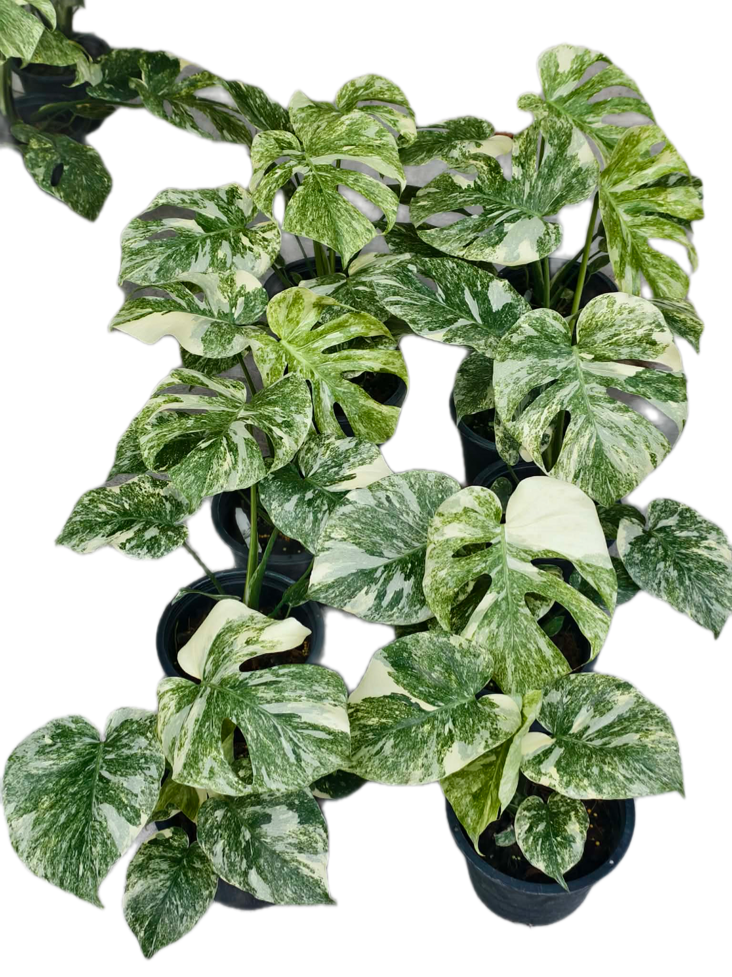 Monstera Deliciosa Green Snow — Set of 5 Plants