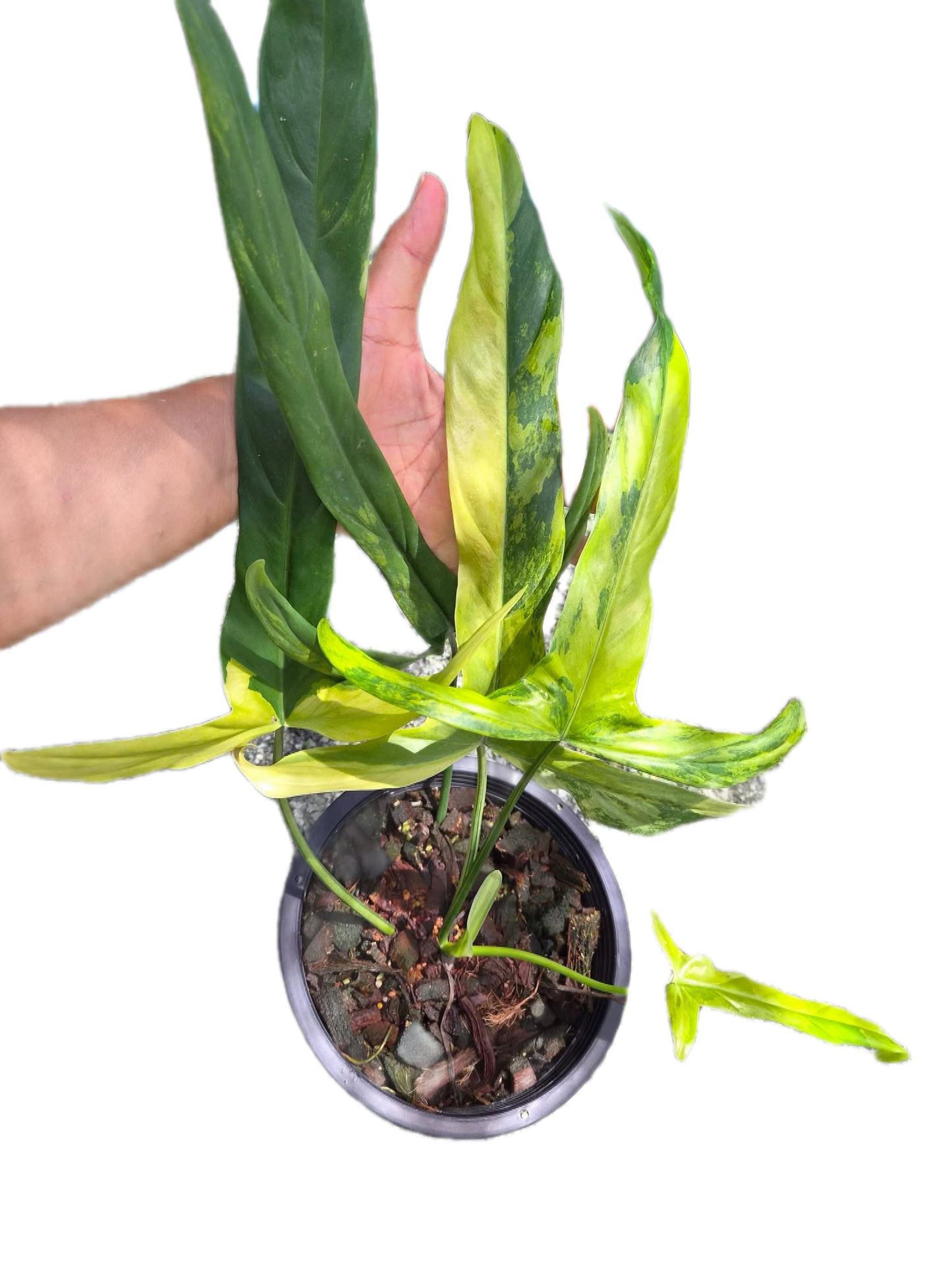 Philodendron holtonianum variegated (1 plant)