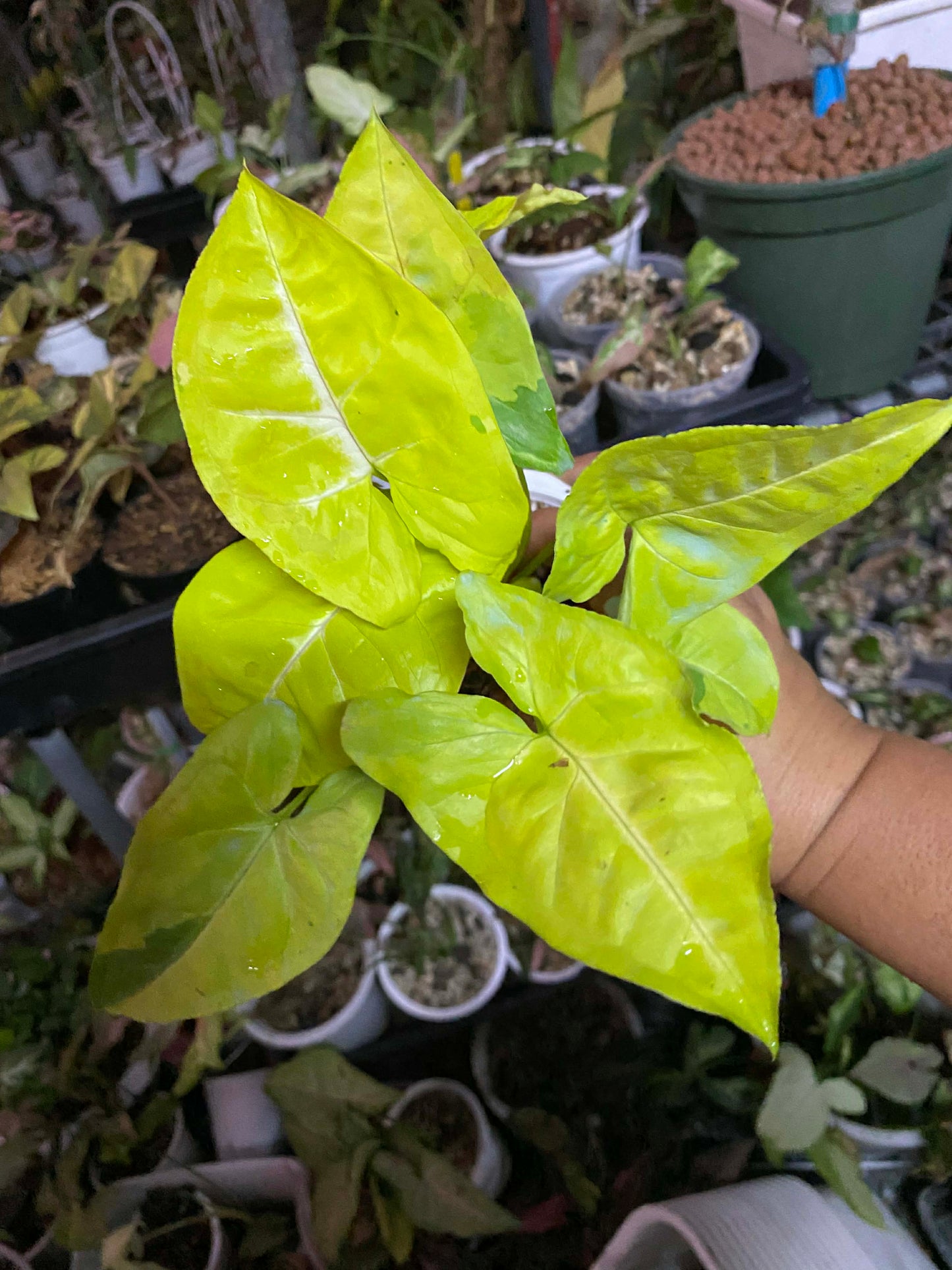 Syngonium lemon lime
(Set of 3 plants )