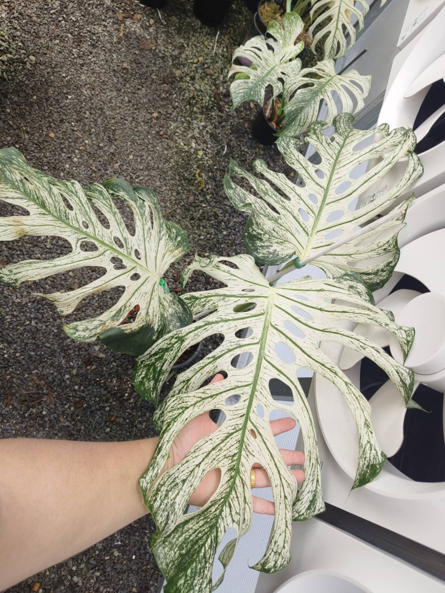Monstera deliciosa “Devil Monstera” Variegated – Rare Top Cut (Exact Plant Shown)