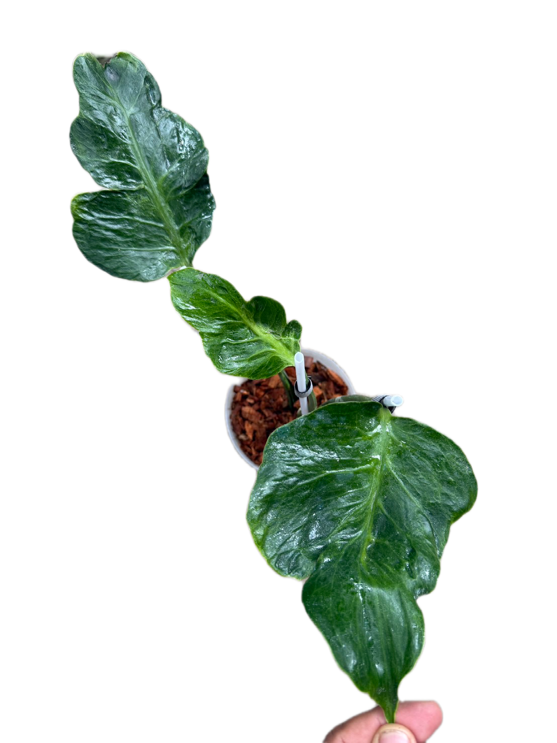 Monstera zombie – Rare Top Cut 3 leaves rooted (Exact Plant Shown)