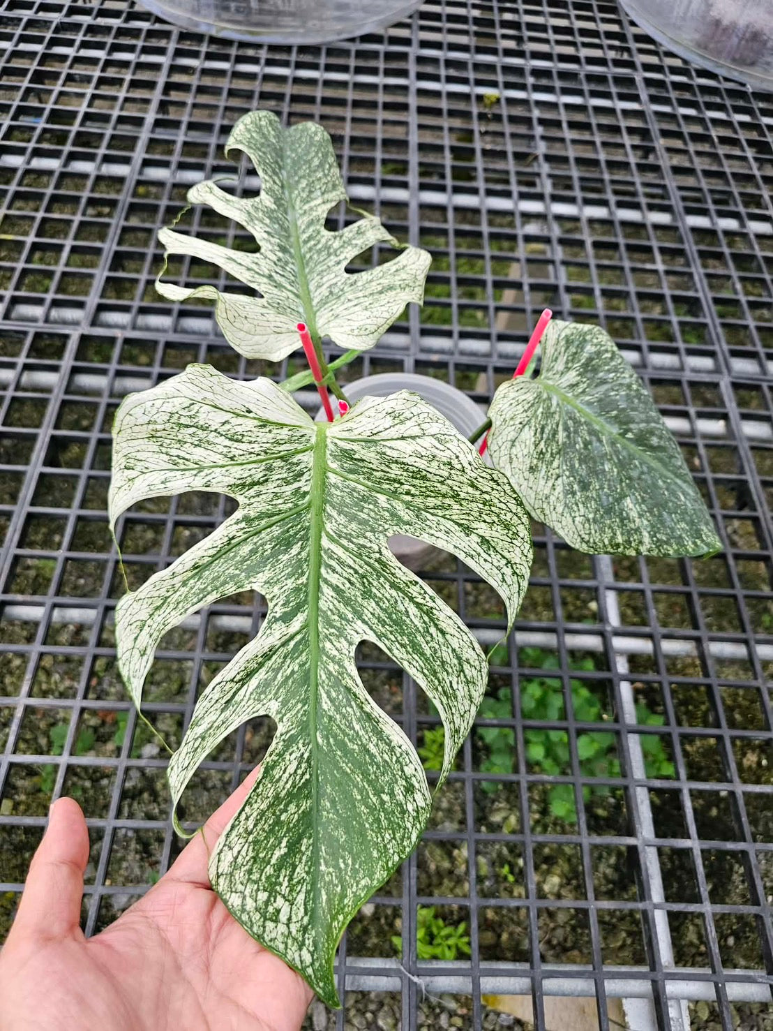 Monstera deliciosa “Devil Monstera” Variegated – Rare Top Cut (Exact Plant Shown)