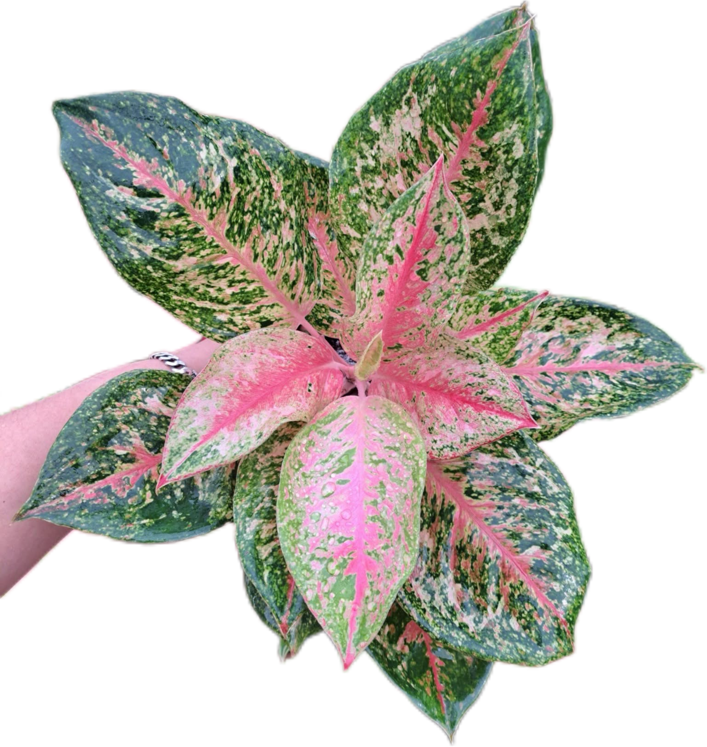 Aglaonema 9 karat -set 5 pcs