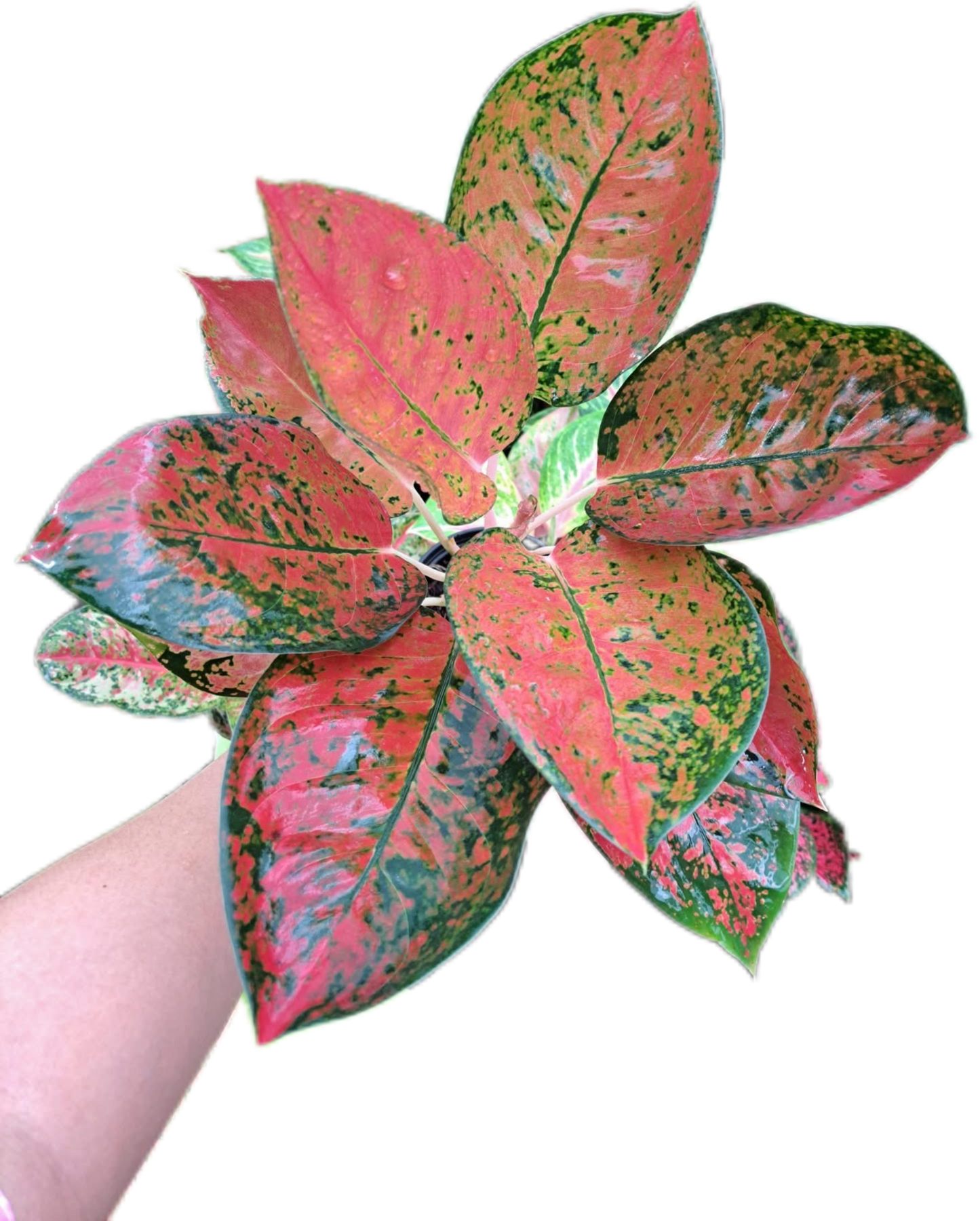 Aglaonema Cochin -set 5 pcs