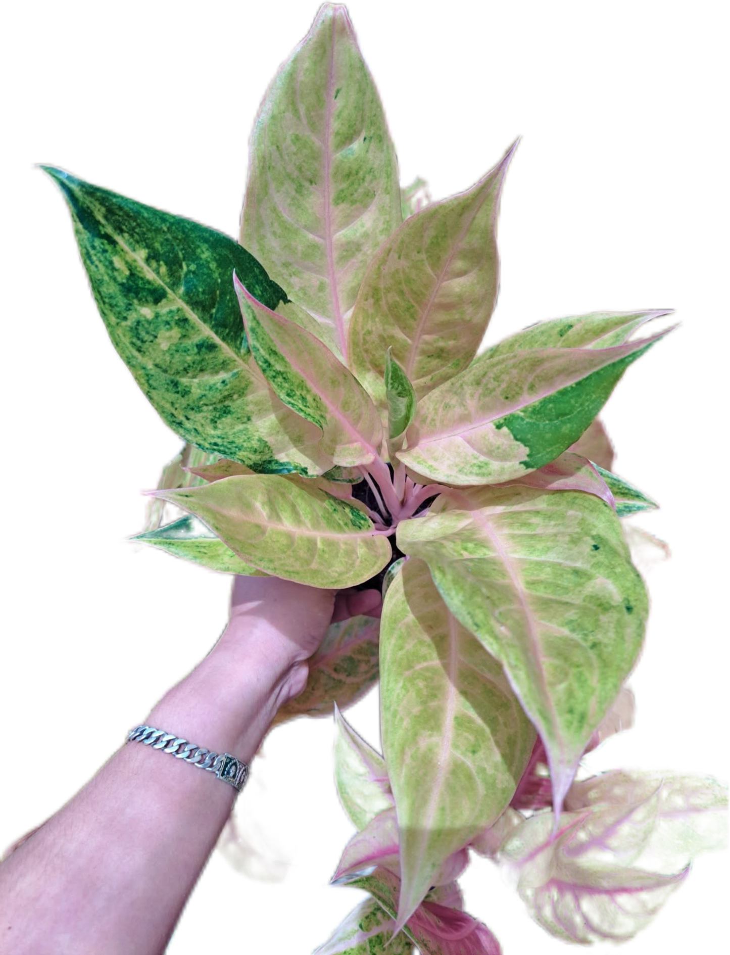 Aglaonema Mulan -set 5 pcs