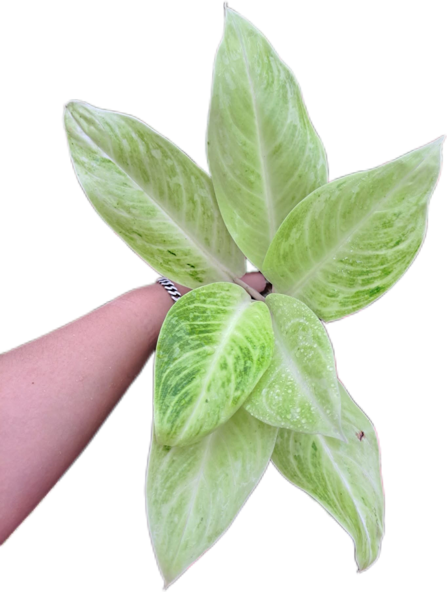 Aglaonema sundrop -set 5 pcs