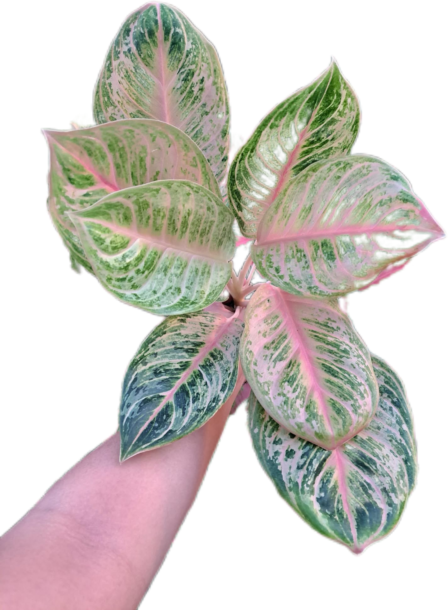 Aglaonema tiger -set 5 pcs