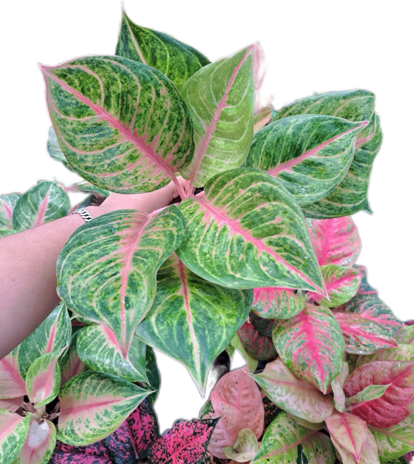 Aglaonema Susan -set 5 pcs