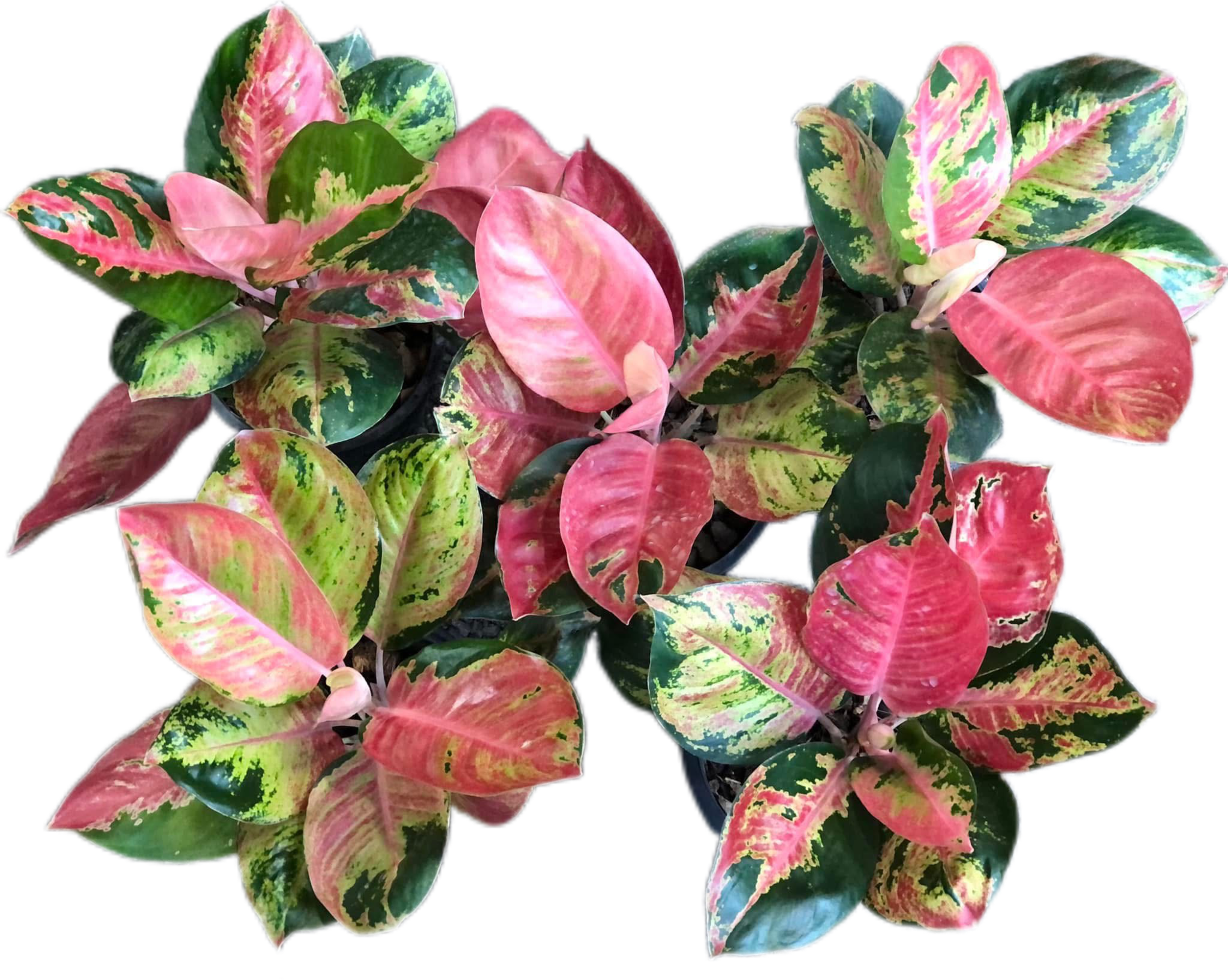Aglaonema kitty Cochin -set 5 pcs – BanrakTonmai Garden Thailand