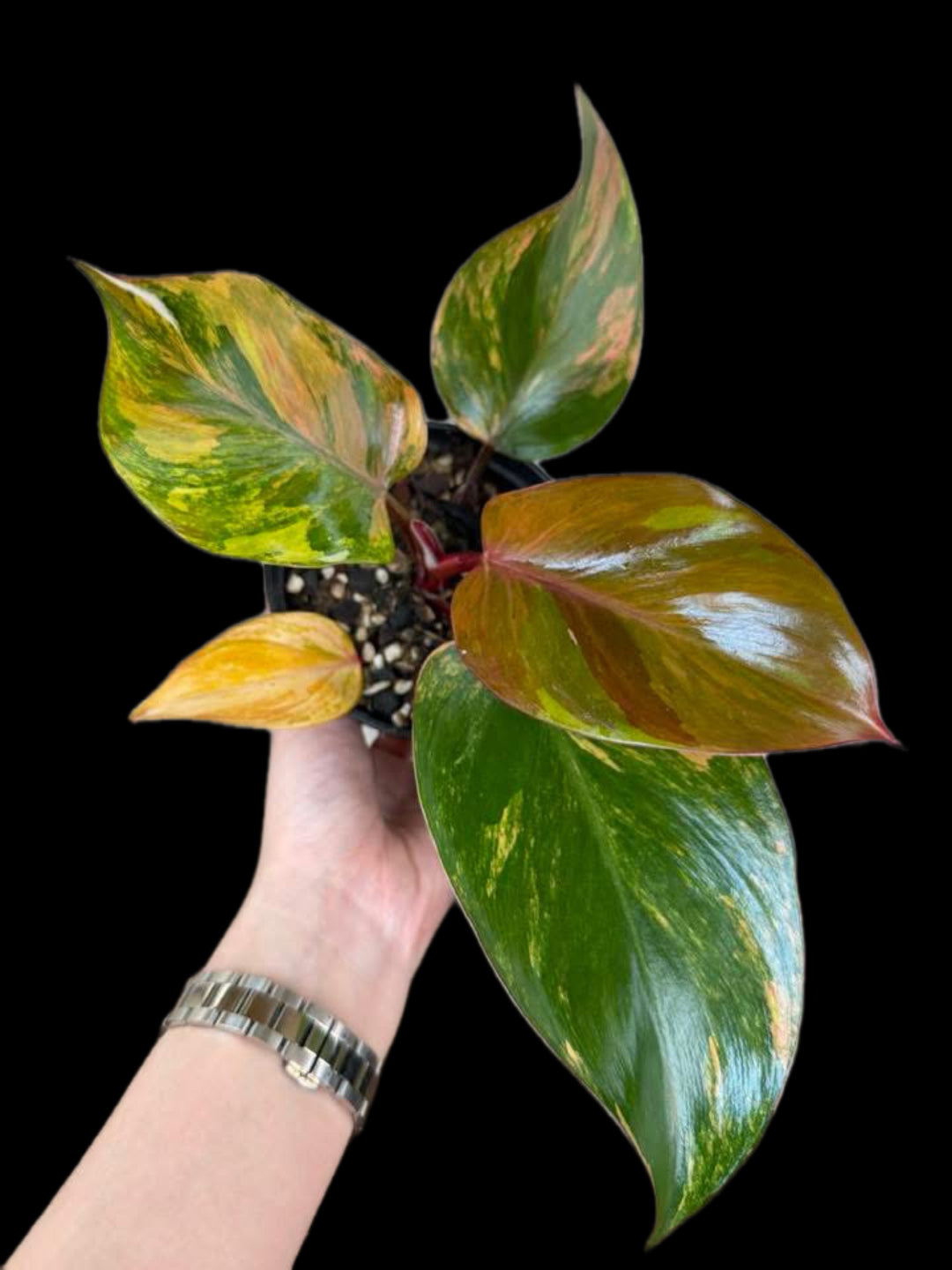 Philodendron Skittle ( white knight tricolor )
( 1 plant)