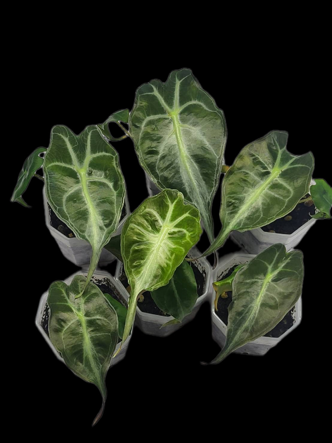 Alocasia venom ( set 5 pcs)