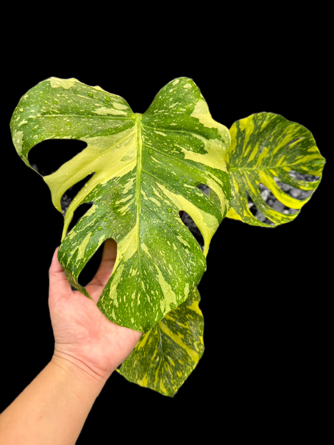 Monstera Deliciosa “Electro Light (Electrolight)” – Actual Plant (Rare Collector’s Edition)