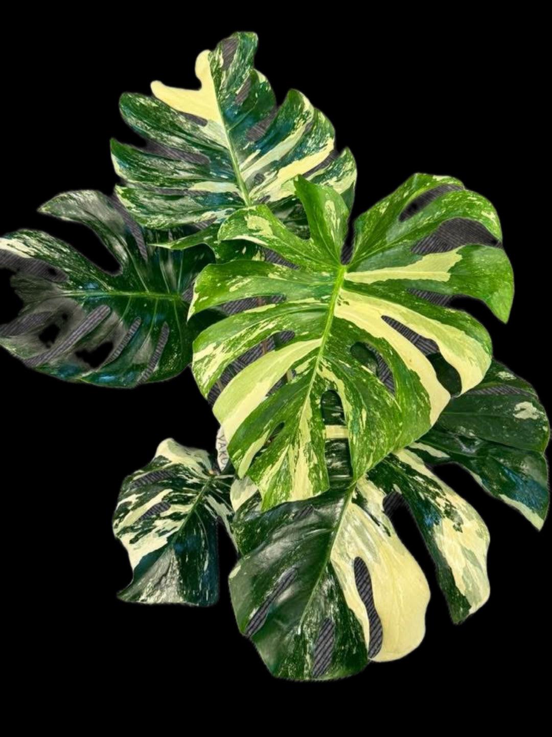 Monstera Deliciosa “Yakuza” Variegation – (Actual Plant) – BanrakTonmai  Garden Thailand