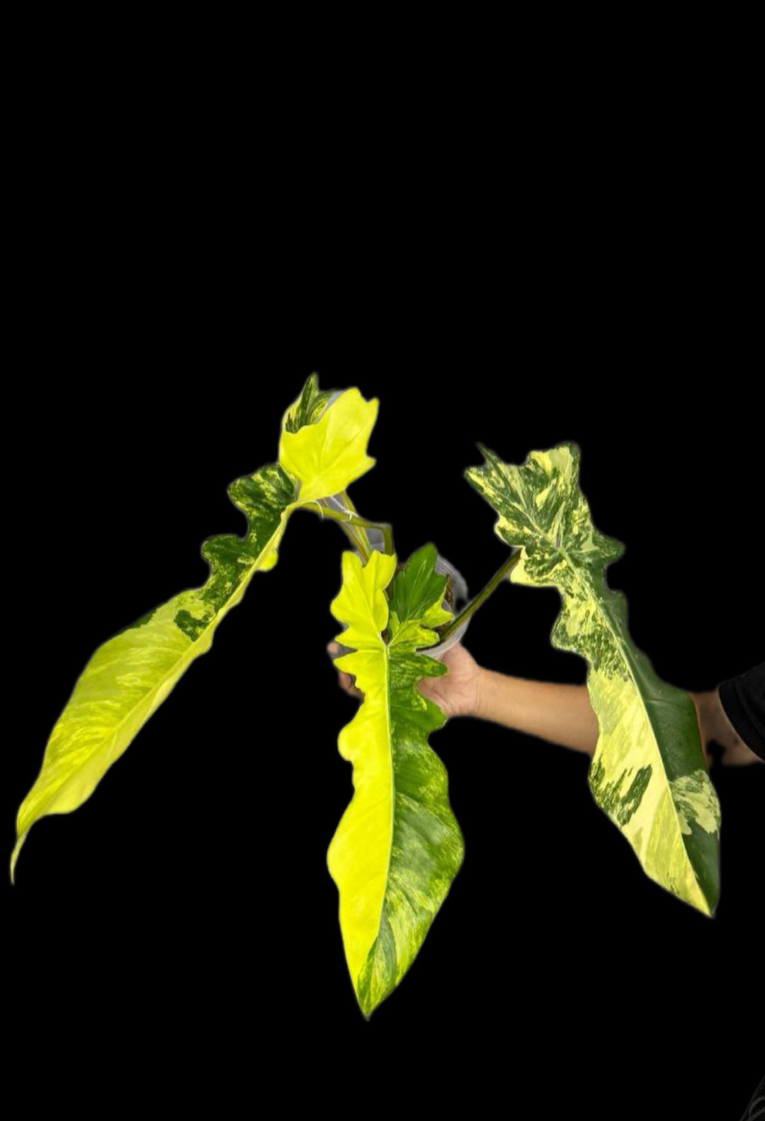 Philodendron Florida Beauty x Bobcee Variegated
( 1 plant)