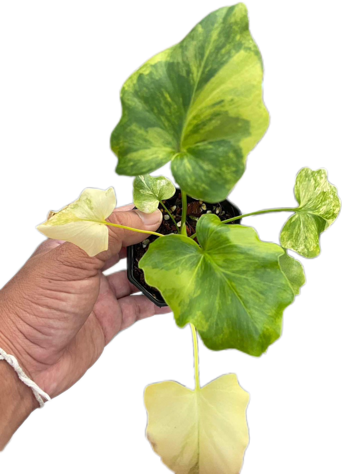 Thaumatophyllum Bipinnatifidum Variegated, Philodendron Selloum Variegated