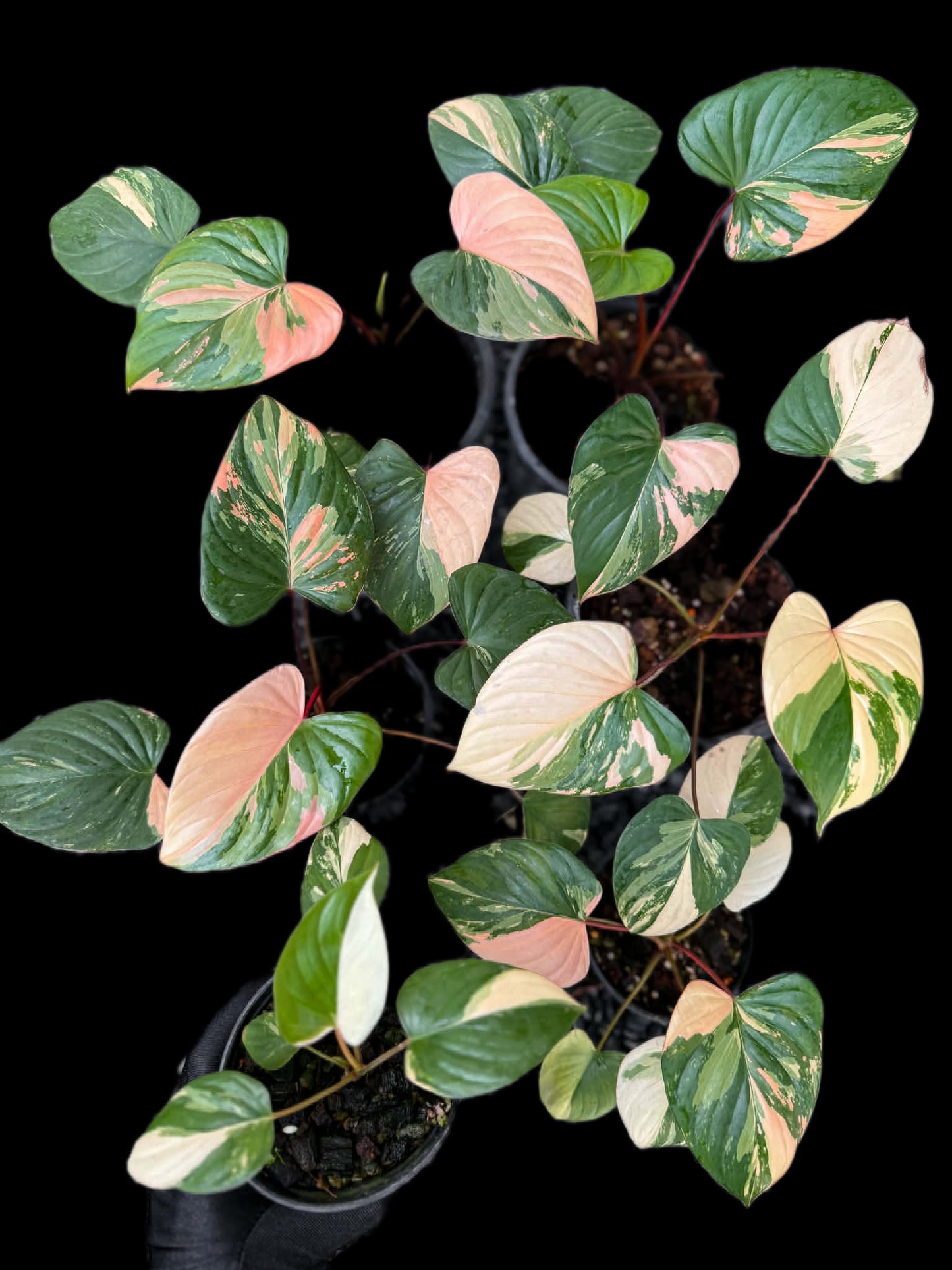 Homalomena Rubescens pink Variegated (set 5 pcs)