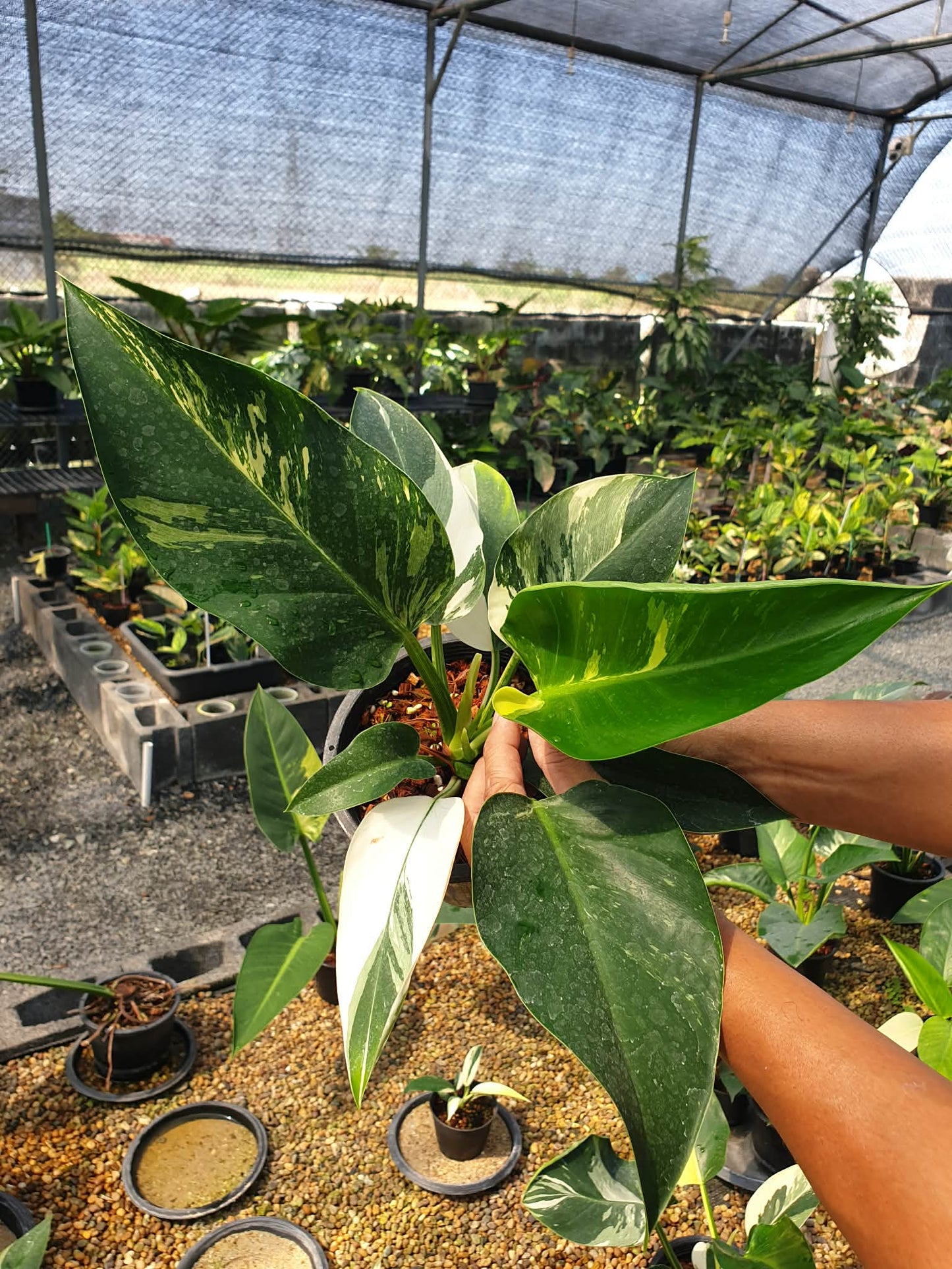 Philodendron green Congo Variegated
( 1 plant)