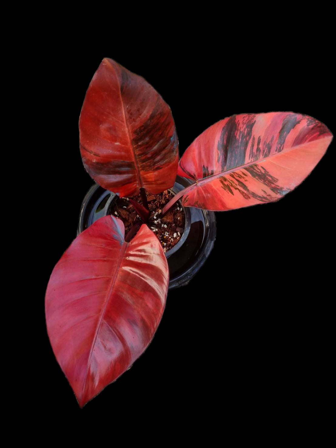 Rare Philodendron Black Cardinal Variegated No. 1 Type