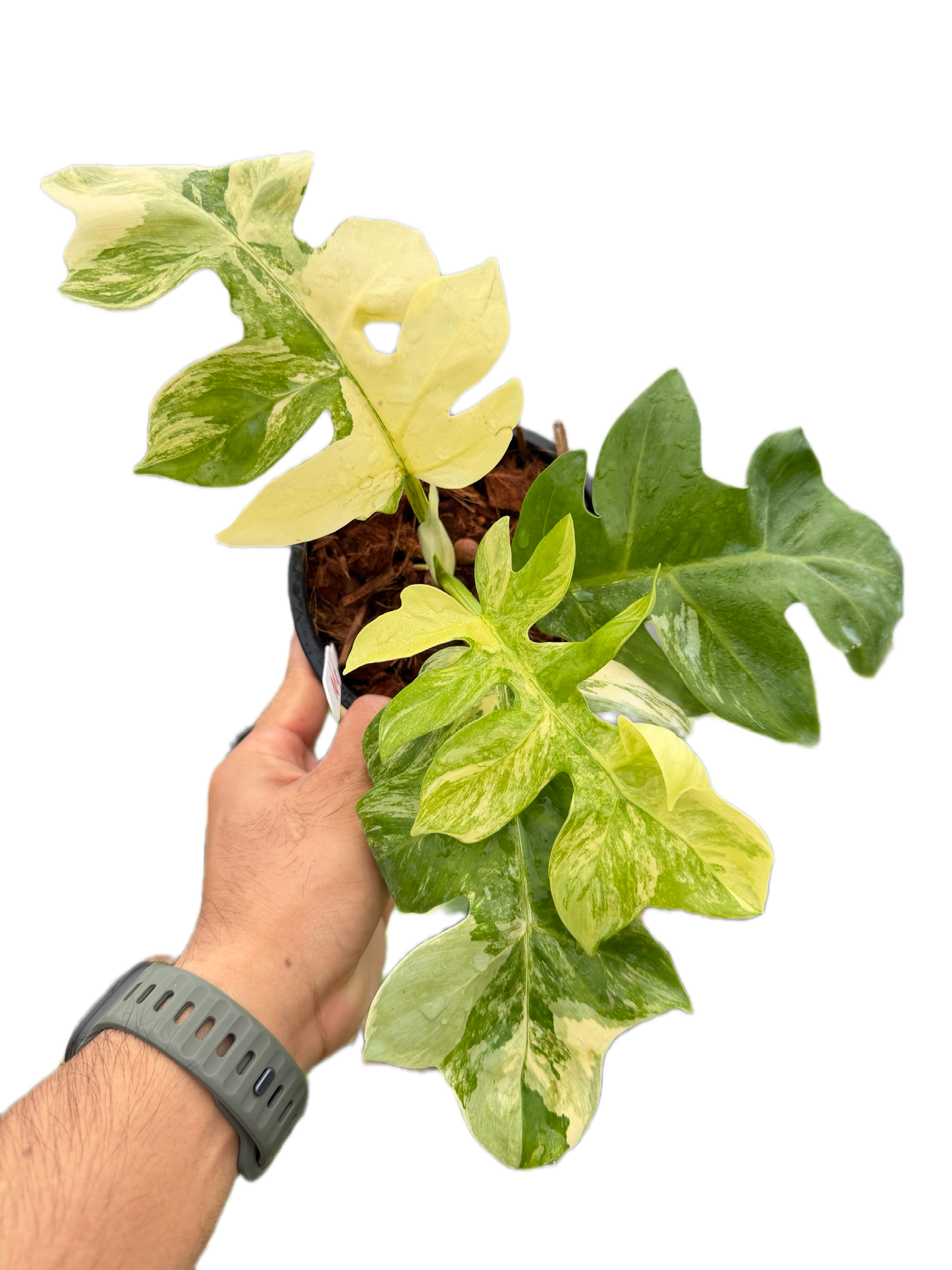 Philodendron Distantilobum Variegated