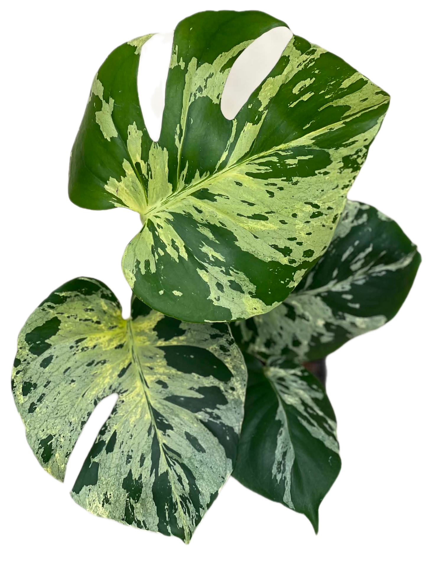 Monstera Deliciosa “vietciosa” variegated