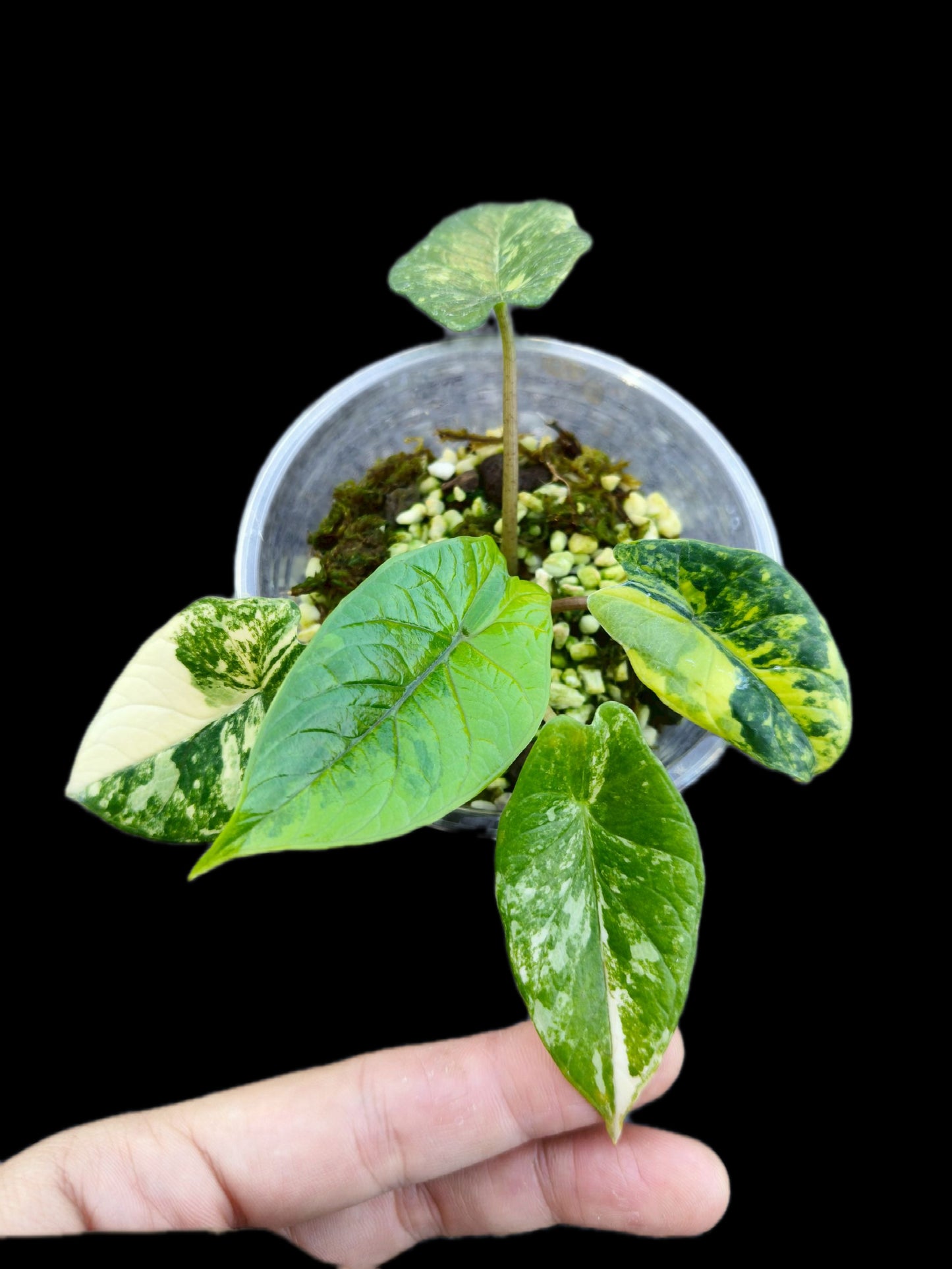 Alocasia Scalprum Aurea Variegated Set of 3 Plants