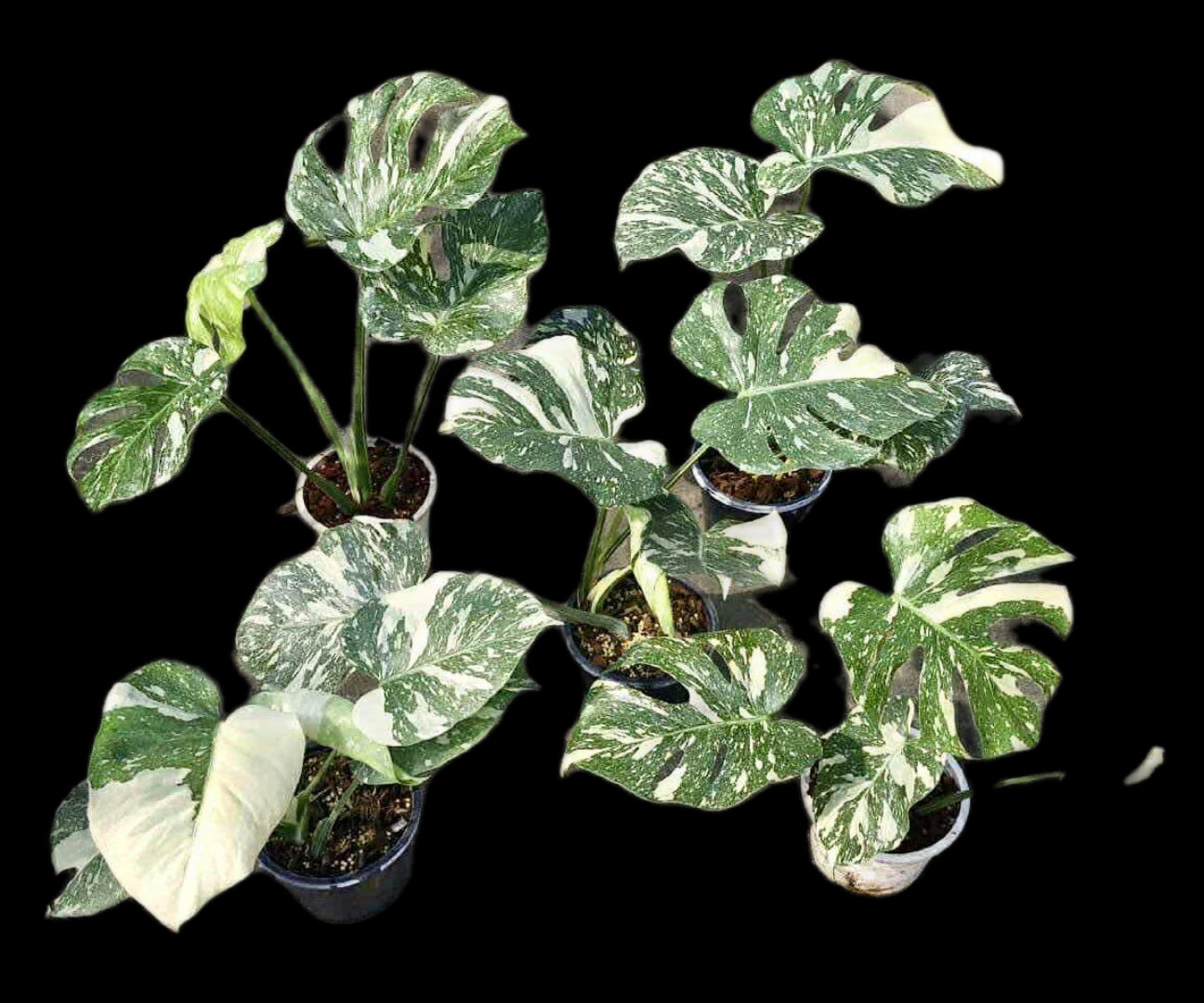 Monstera Deliciosa “White Snow” (set 5 plants)