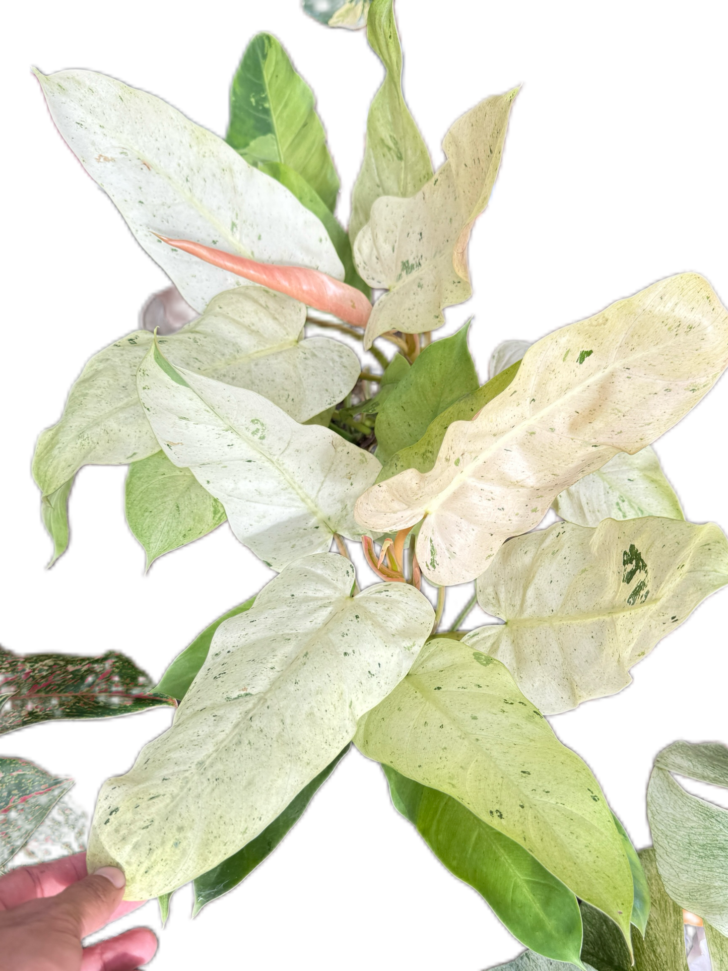 Philodendron Whipple way variegated set 5 pcs