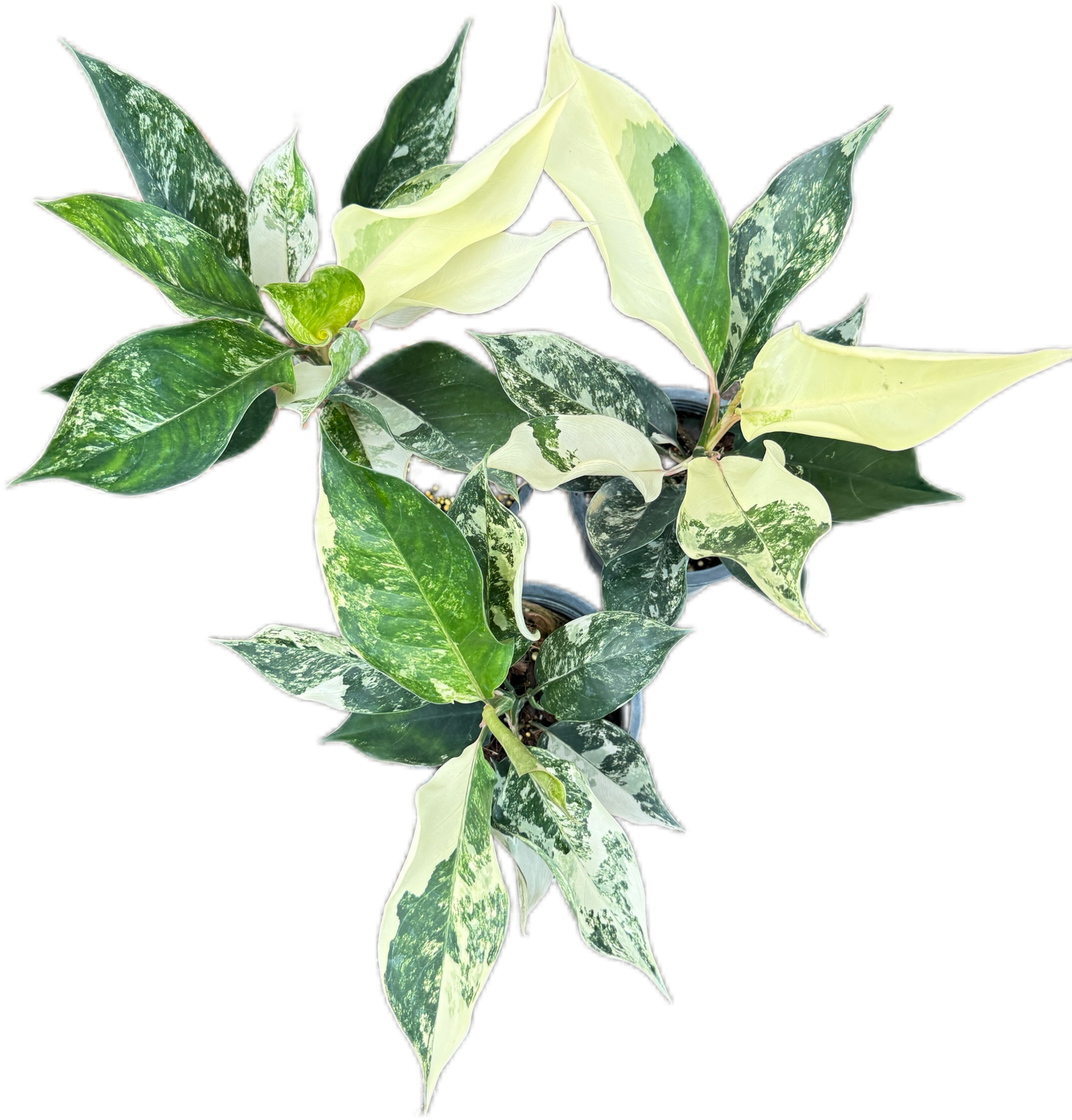 Aglaonema siam jade variegated – Set of 5 Plants – BanrakTonmai