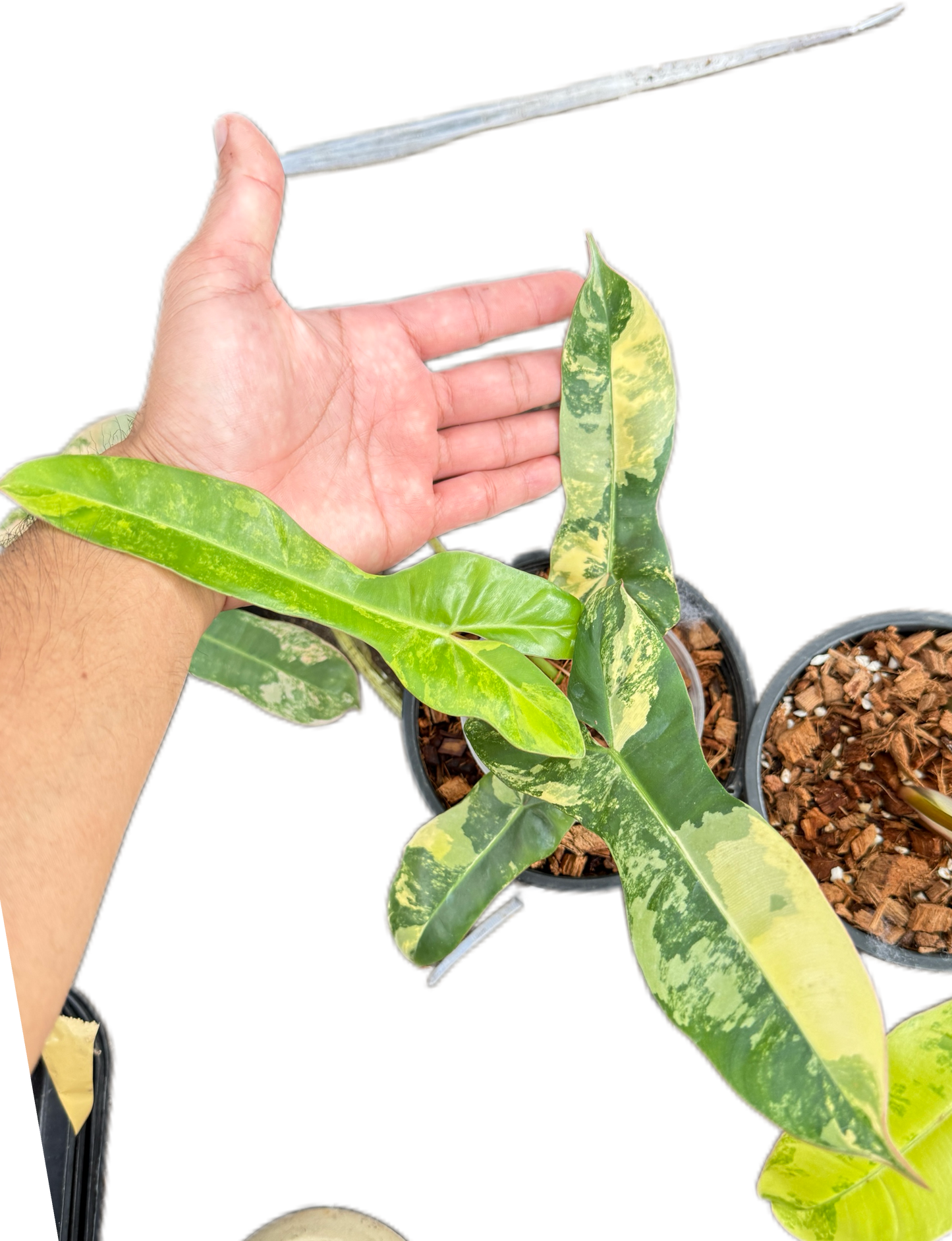 Philodendron Jennifer variegated