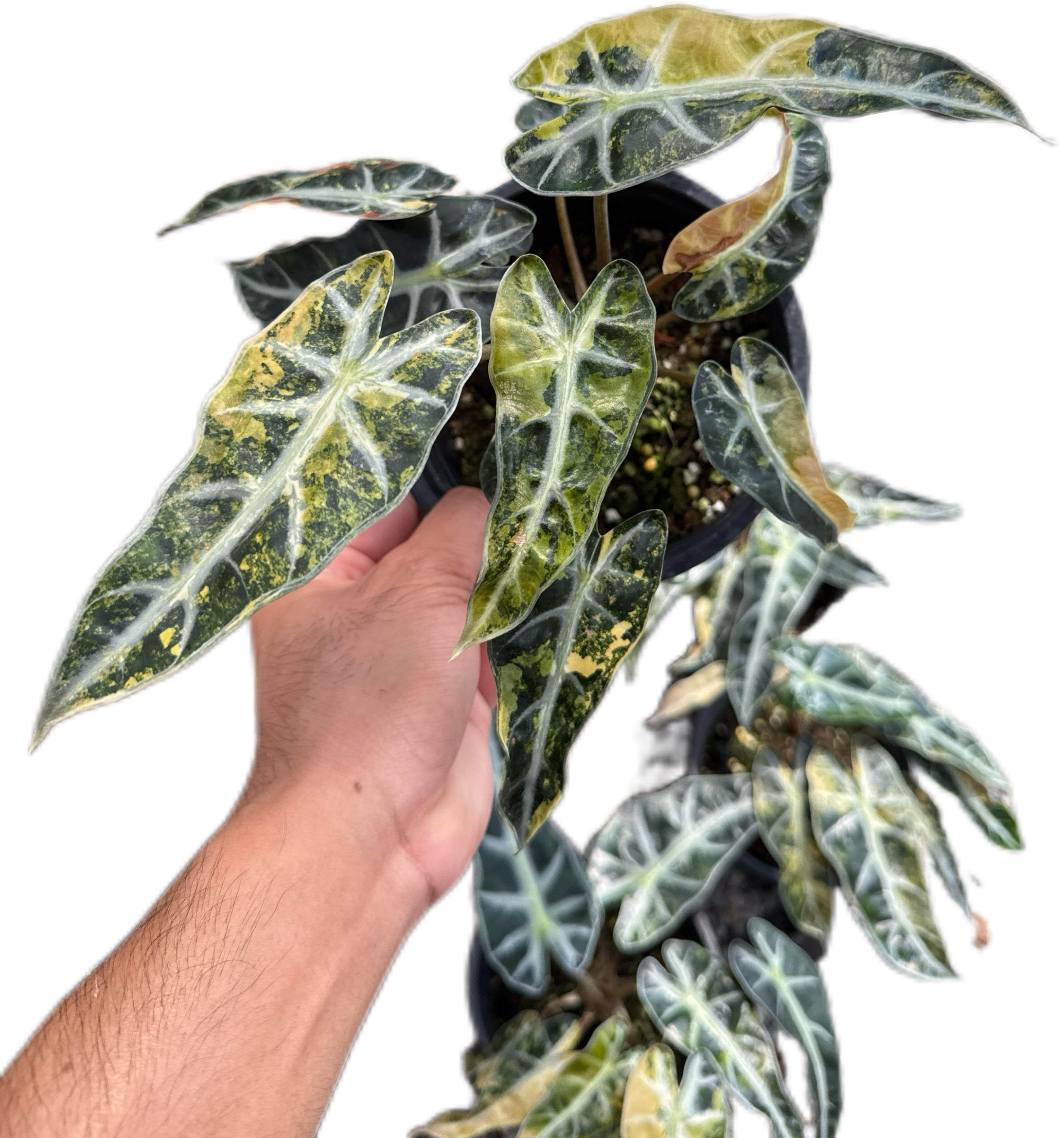Alocasia Bambino aurea Variegated - Set of 5 Plants – BanrakTonmai