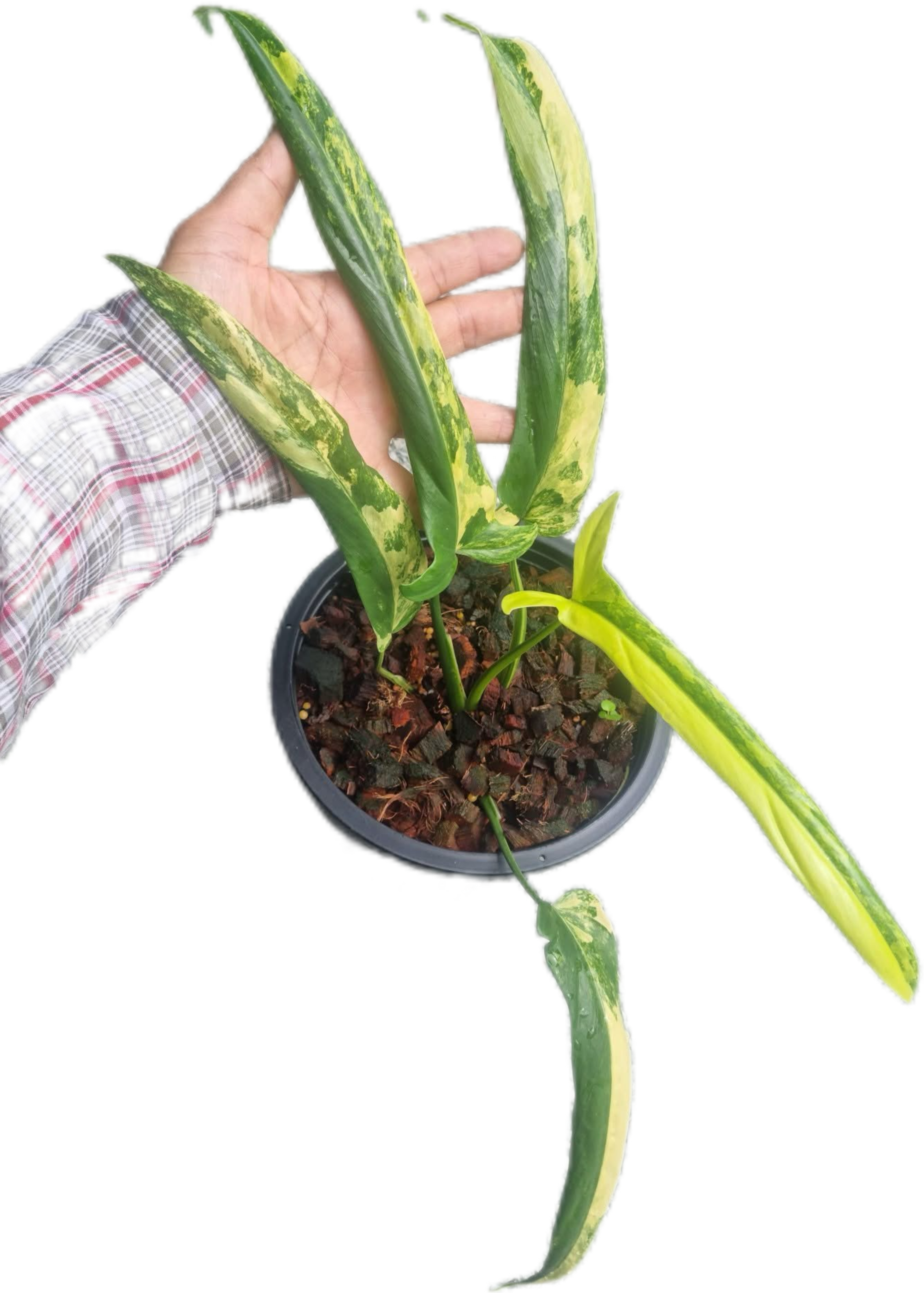 Philodendron holtonianum variegated (1 plant) – BanrakTonmai