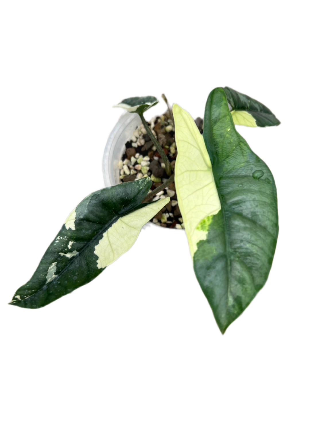 Alocasia Metallic blue albo variegated