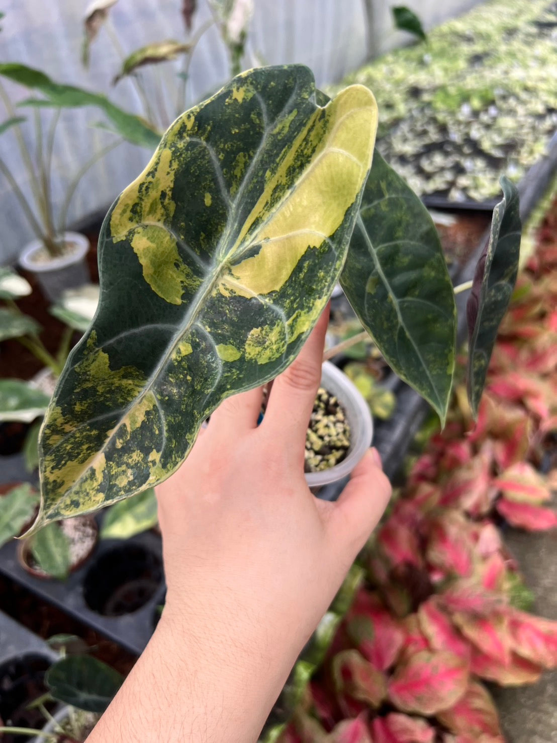 Alocasia Sedenii Aurea Variegated