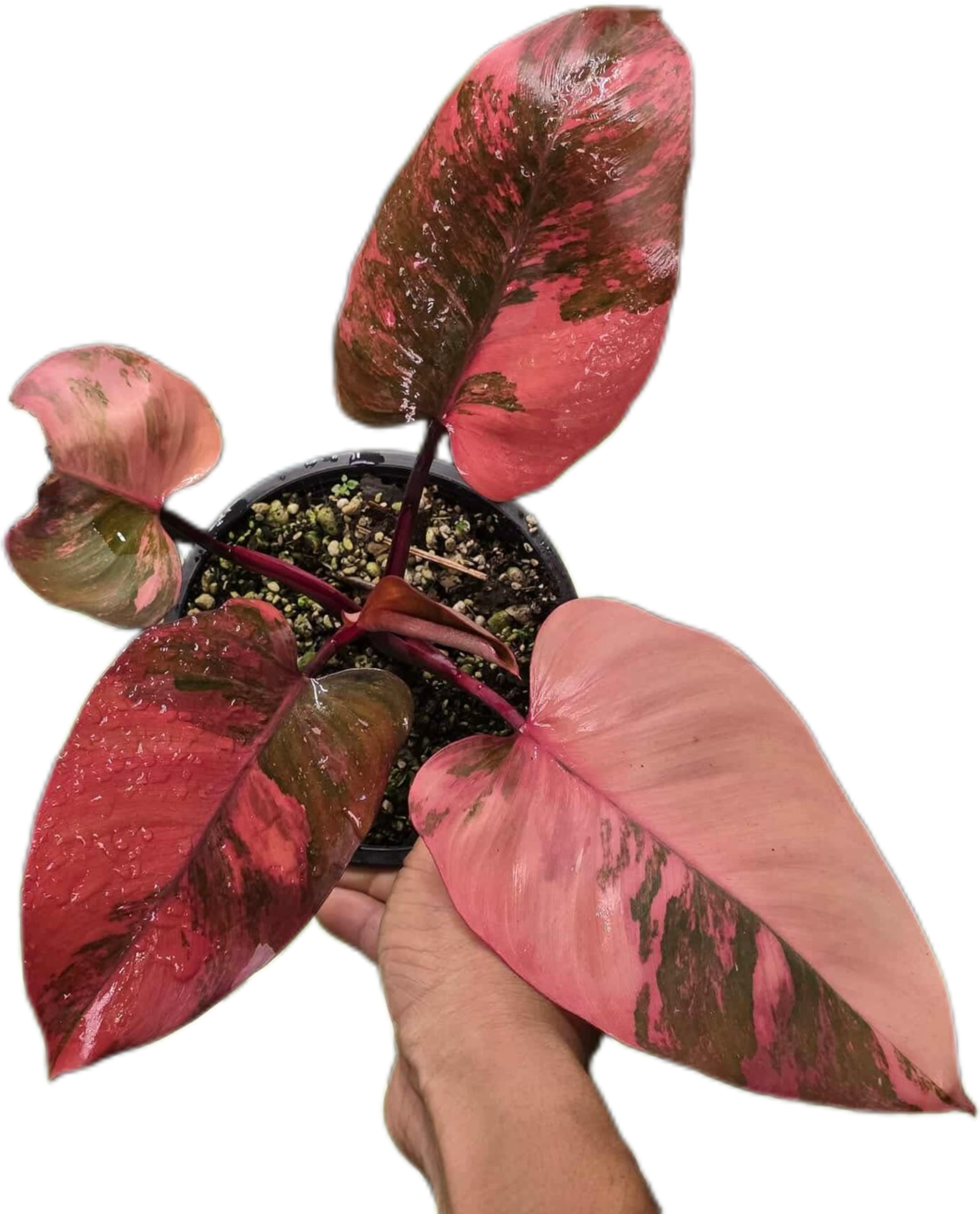 IMG-6104.png?v=1759308890