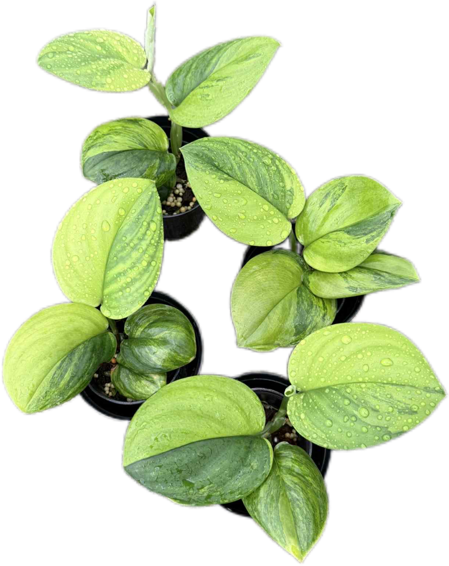 Scindapsus green on green variegated
- Set of 5 Plants