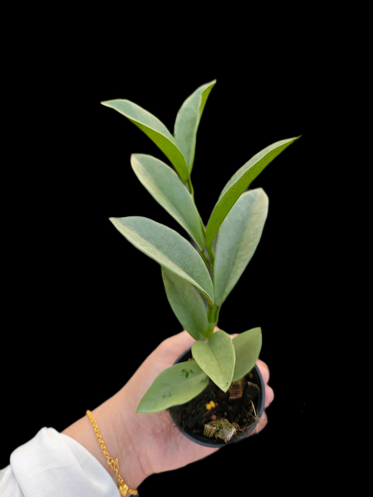 Hoya silver moon - Wholesale Bundle (Set of 5 Plants)