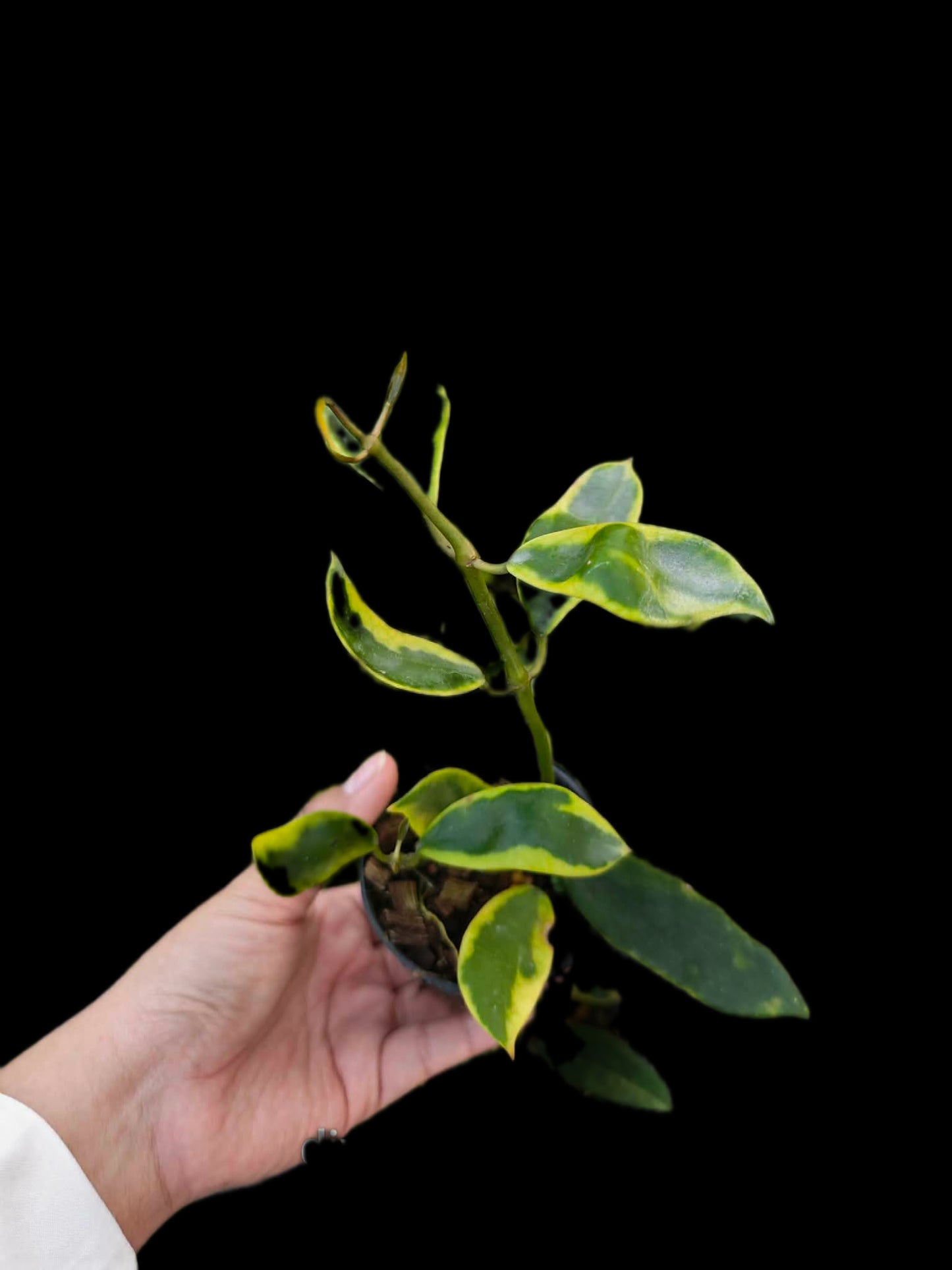 Hoya diversifolia albomarginata- Wholesale Bundle (Set of 5 Plants)