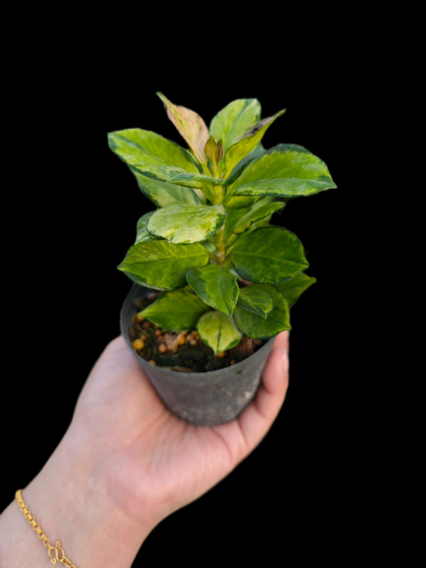 Hoya lisa - Wholesale Bundle (Set of 10 Plants)